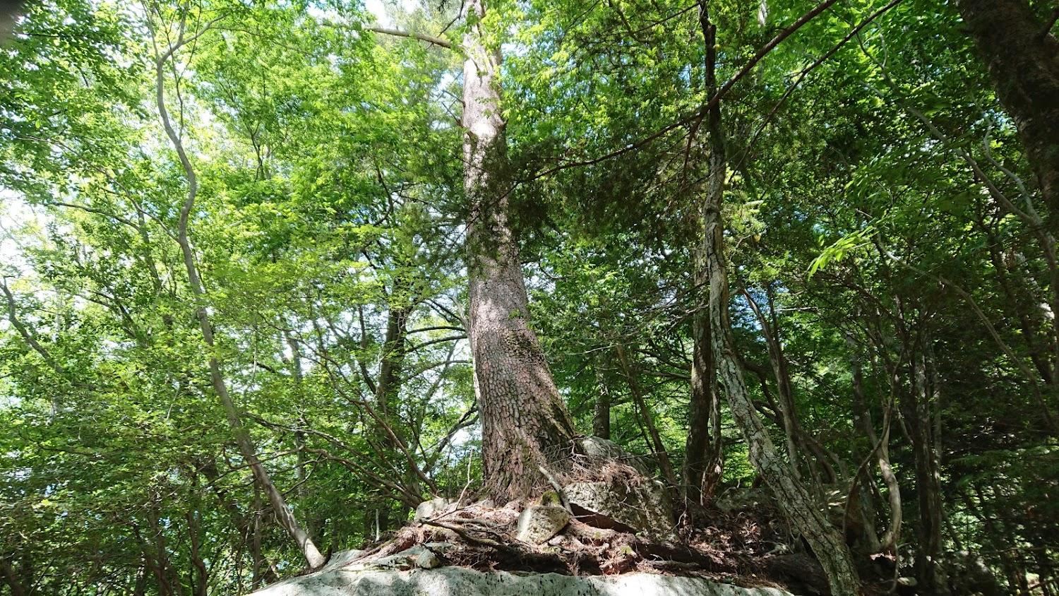 Cover Image for Shishigawa Camping Ground