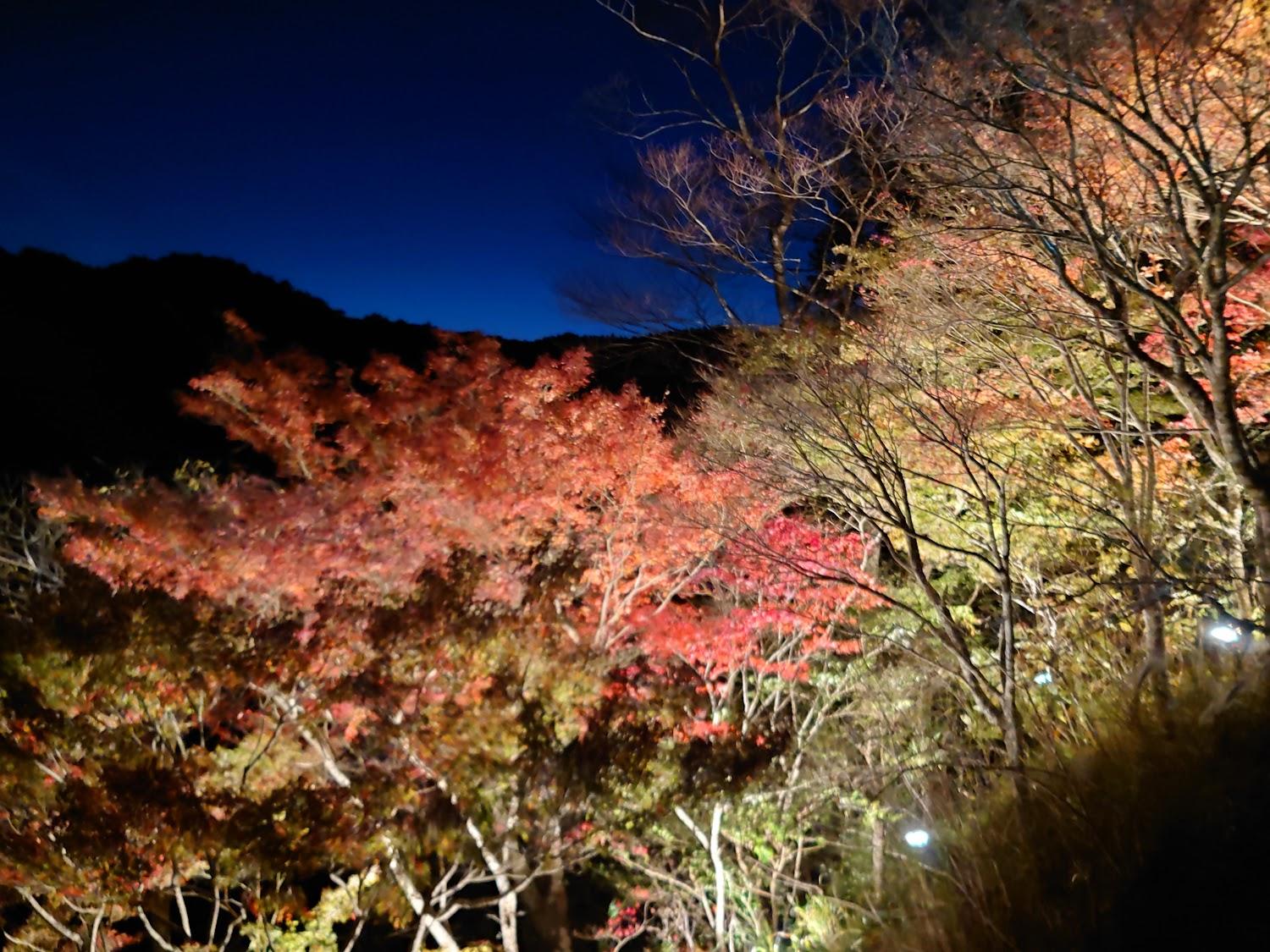 Cover Image for Sakaya