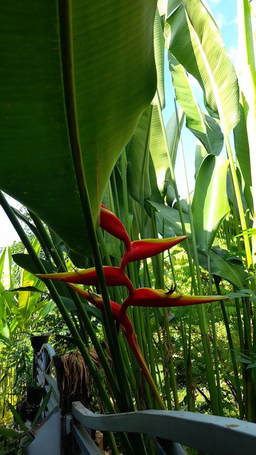 Cover Image for The Coral Lodge