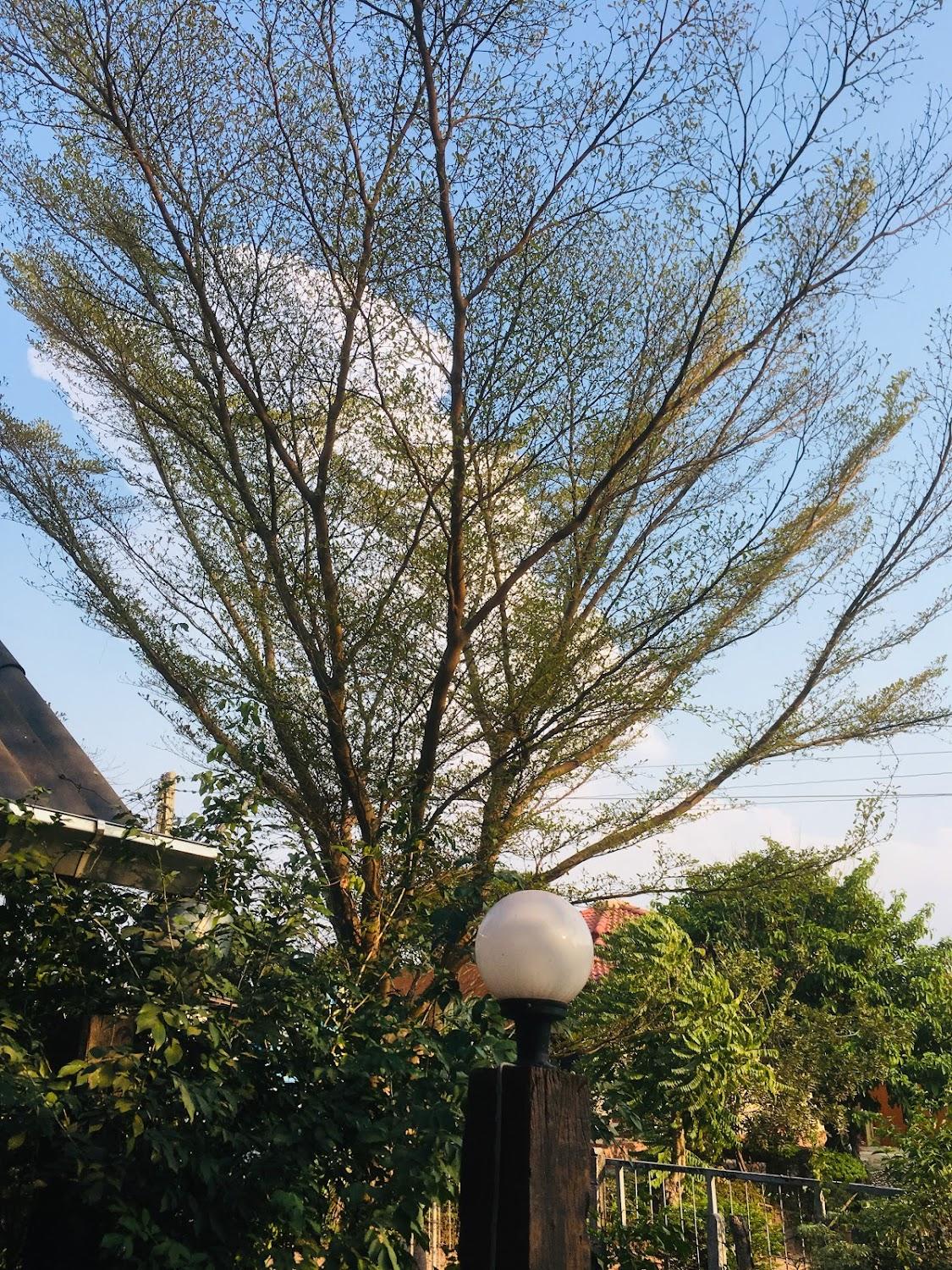 Cover Image for คัดเค้าบ้านสวน Kadkao BannSuan