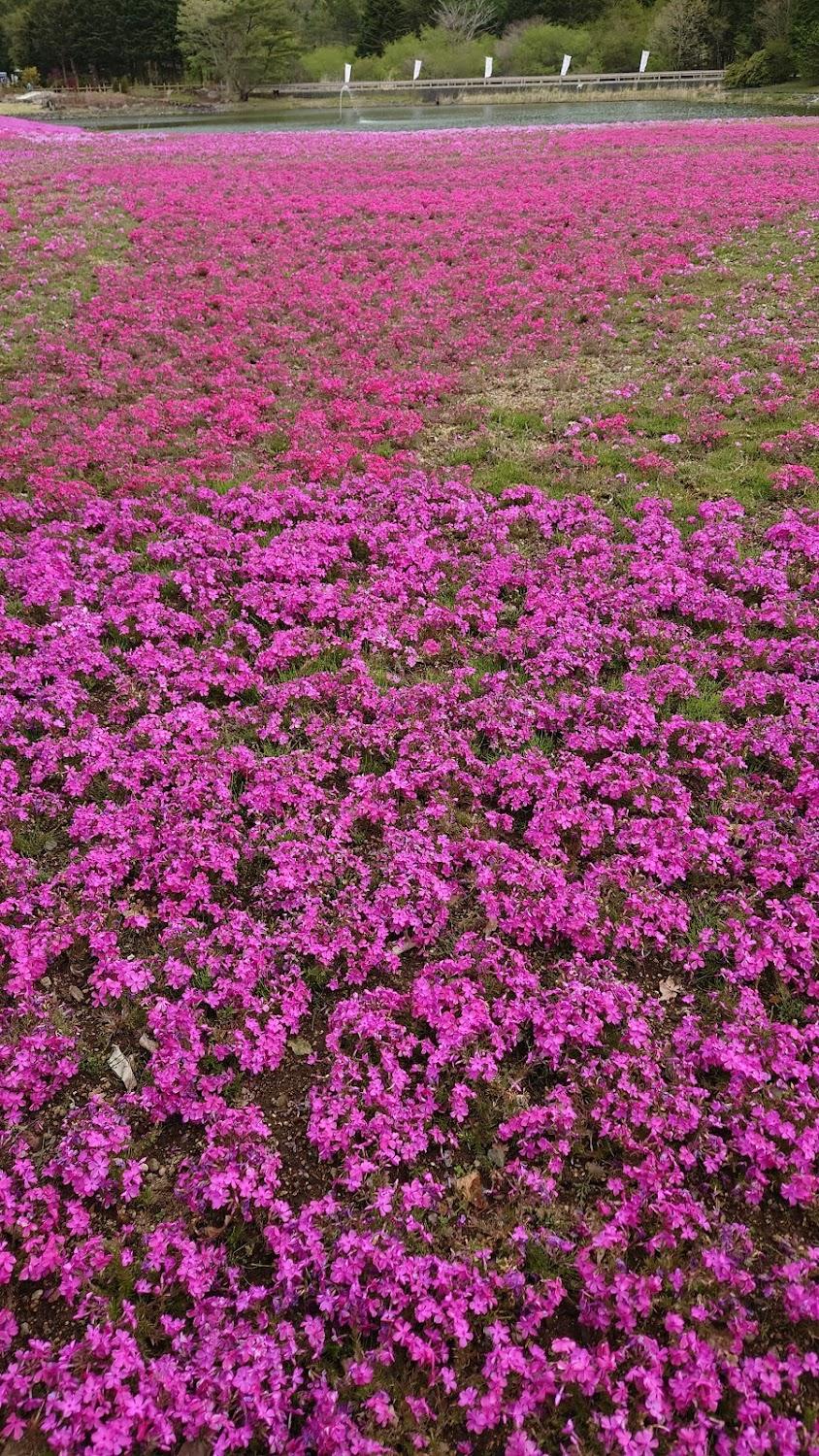 Cover Image for 富士桜