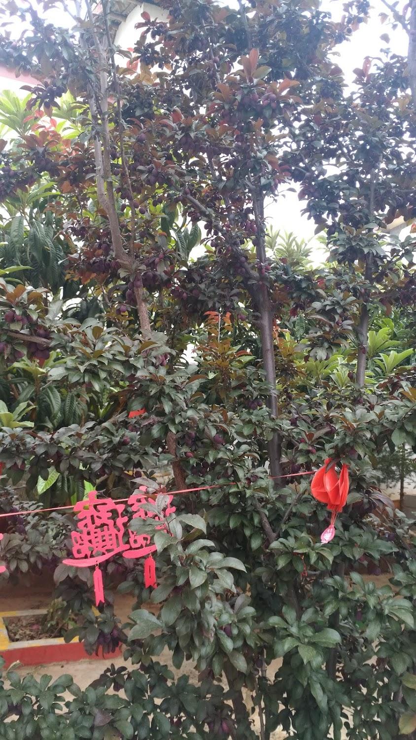 Cover Image for 丽江古城边客栈