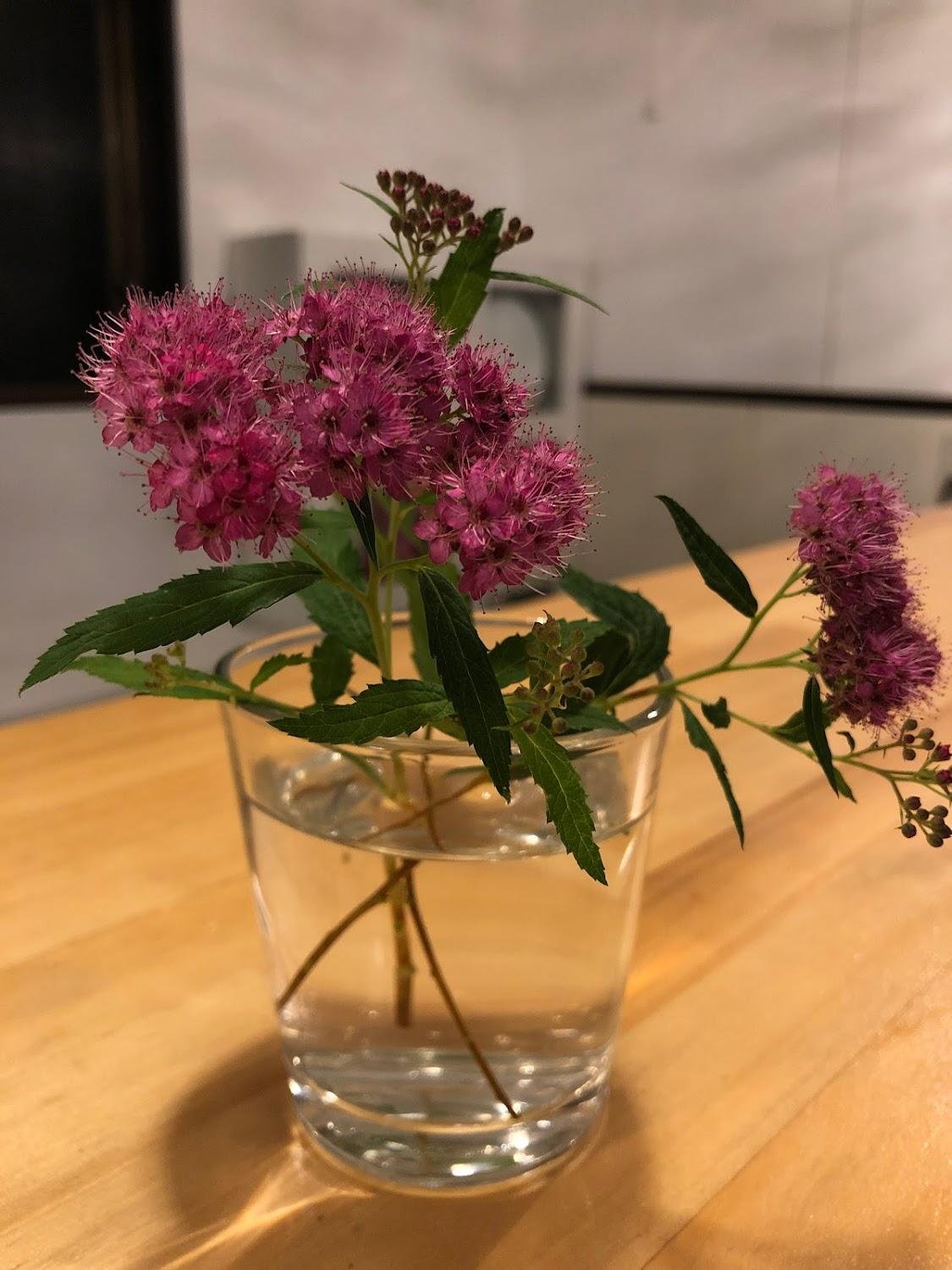 Cover Image for UMINOMAD