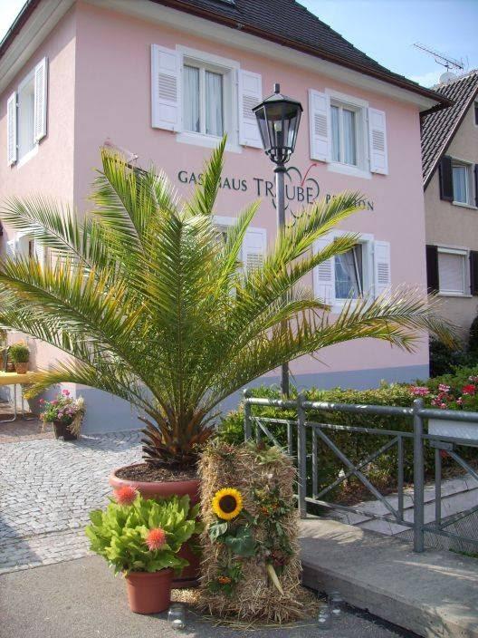 Cover Image for Gasthaus Traube Pension