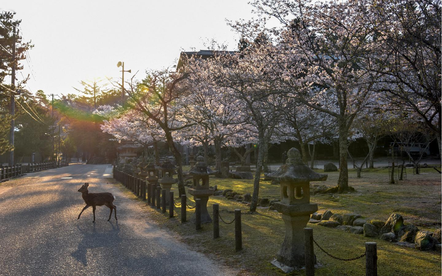 Cover Image for Kokuminshukusha Miyajima Morinoyado