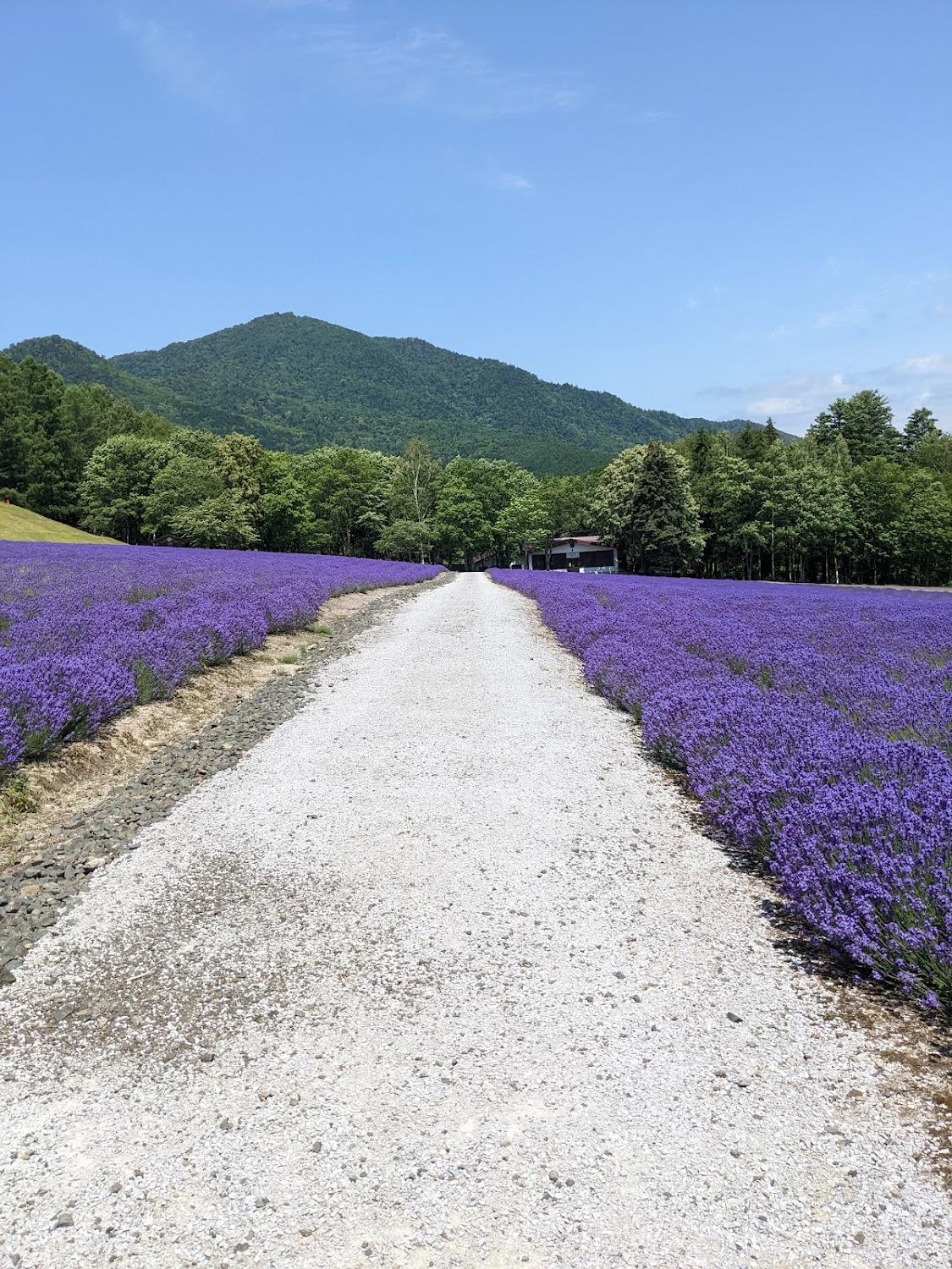 Cover Image for Highland Furano