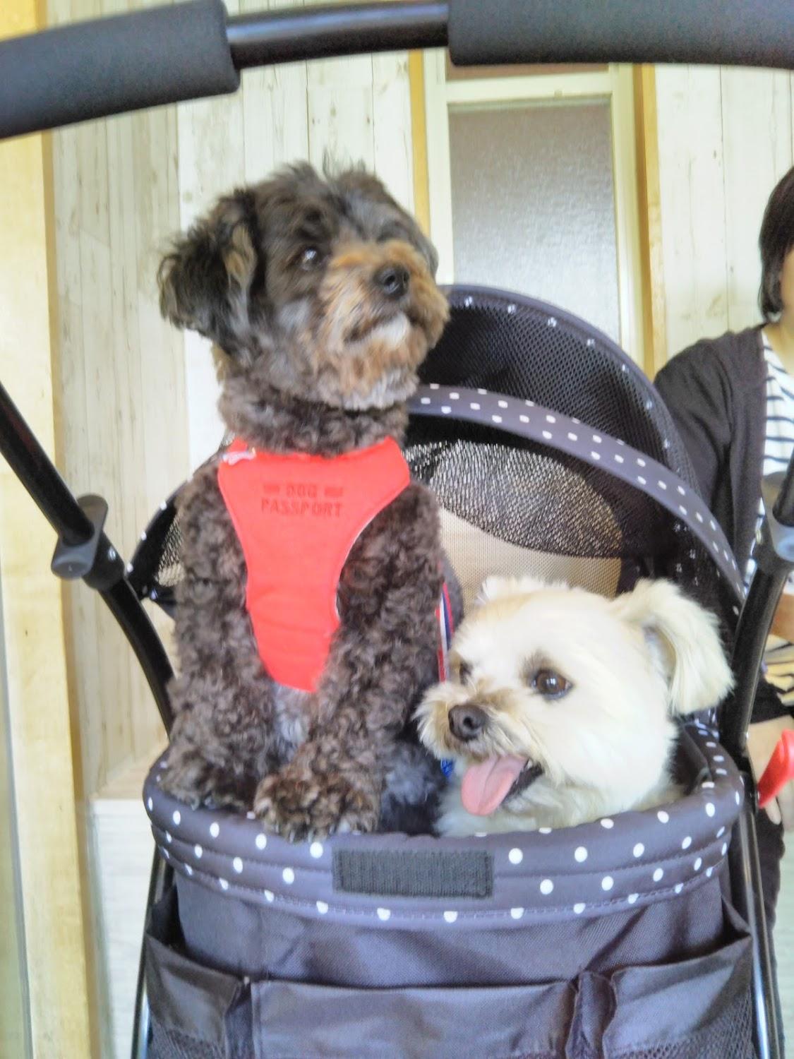 Cover Image for dog resort FuruFuru
