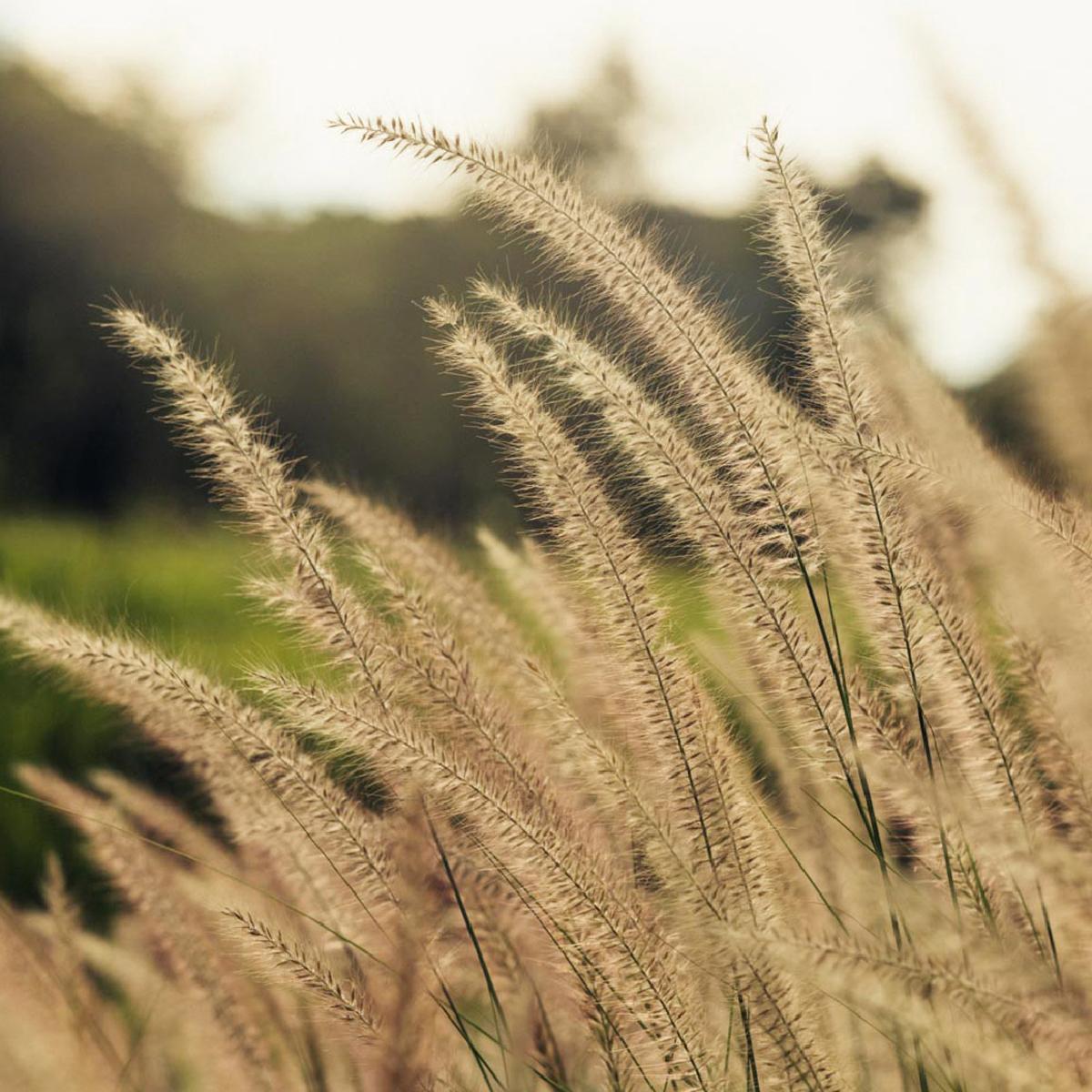 Cover Image for The Peri Hotel Khao Yai