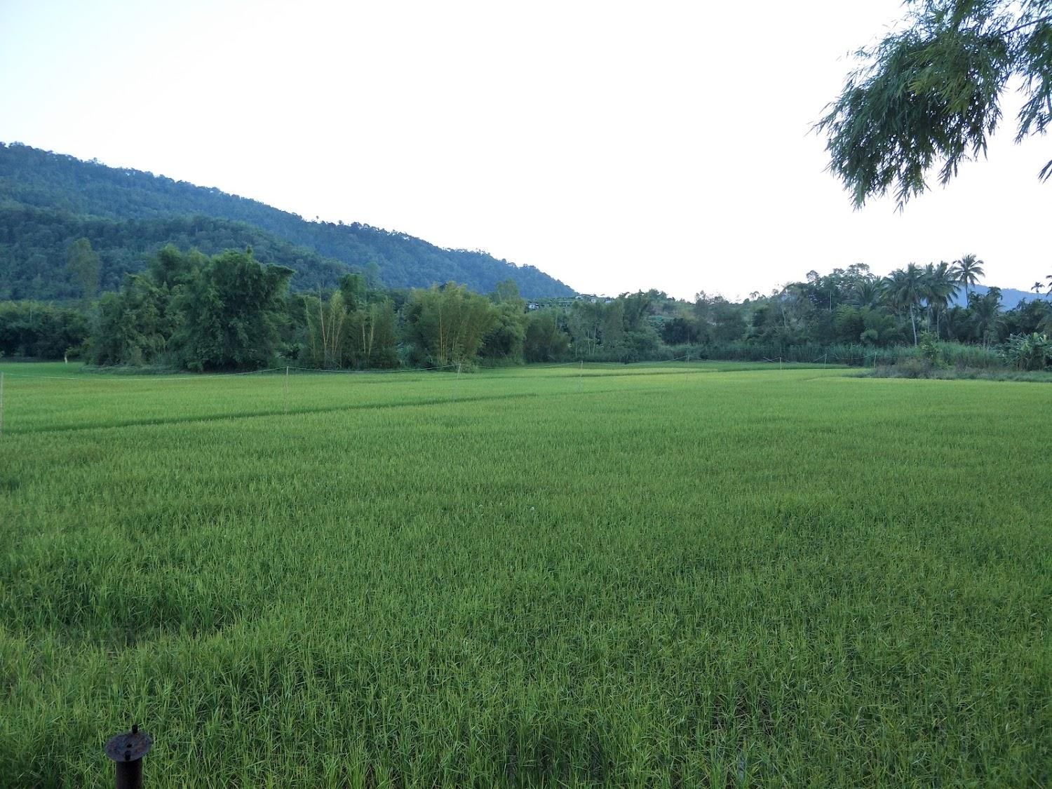 Cover Image for ชมวิว รีสอร์ท ชื่อเดิม ภูเรือวิว รีสอร์ท