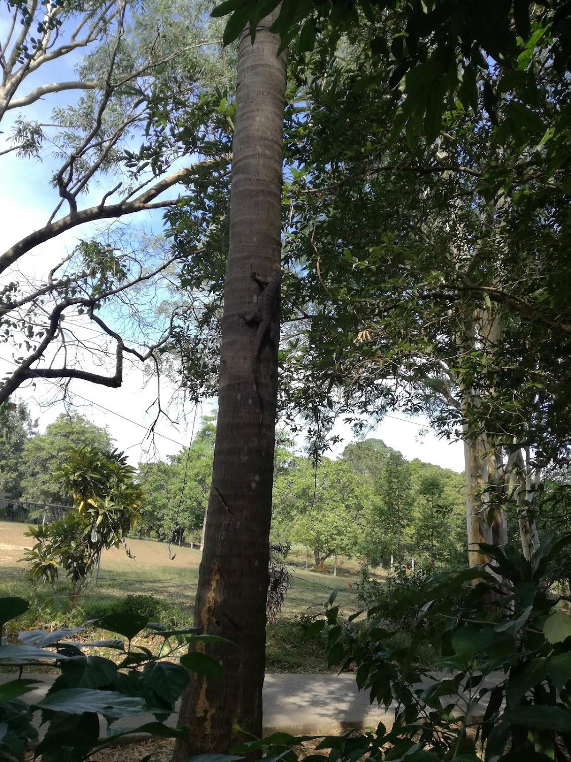 Cover Image for Greentawan Resort