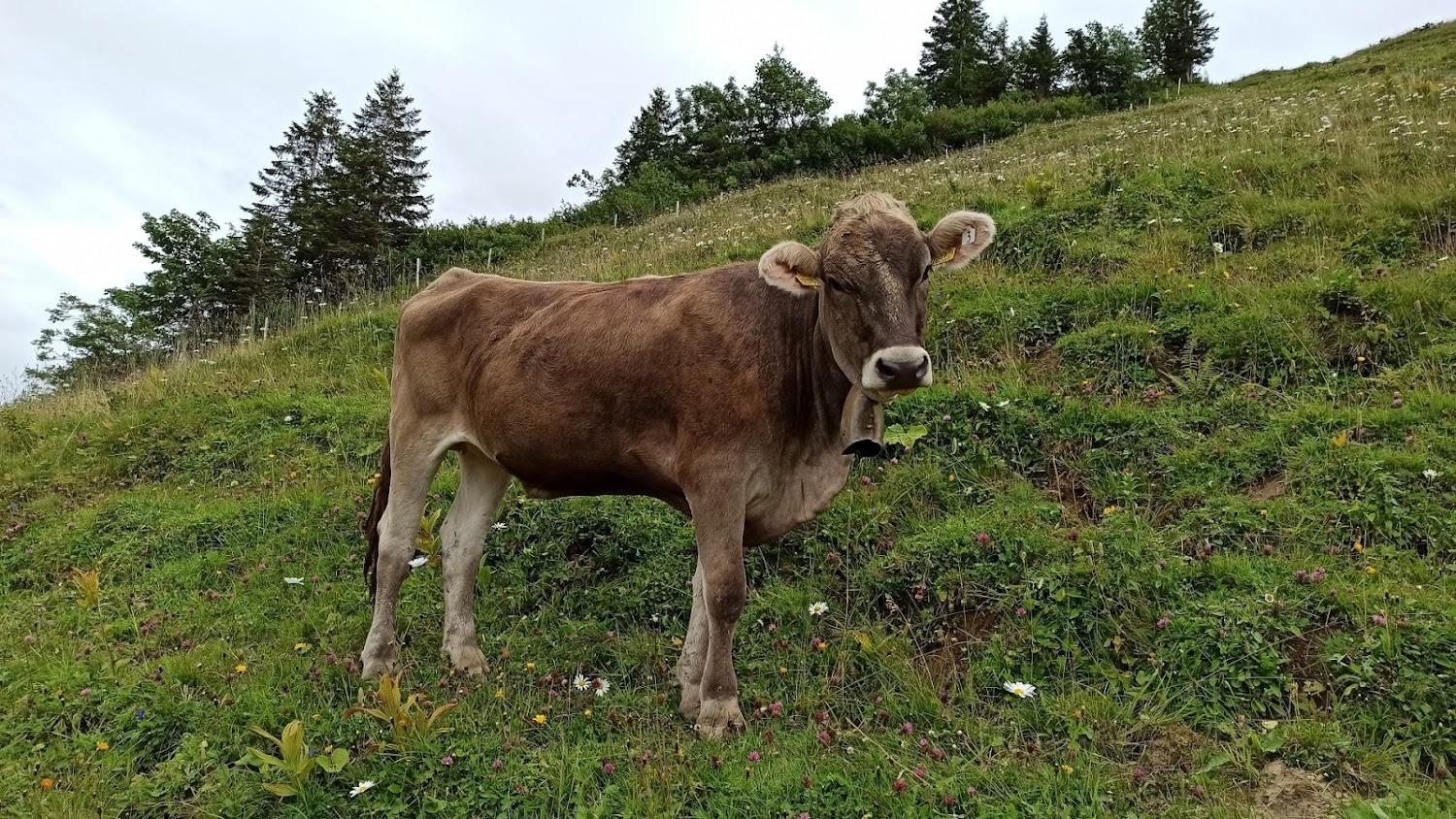 Cover Image for Alpe Gund