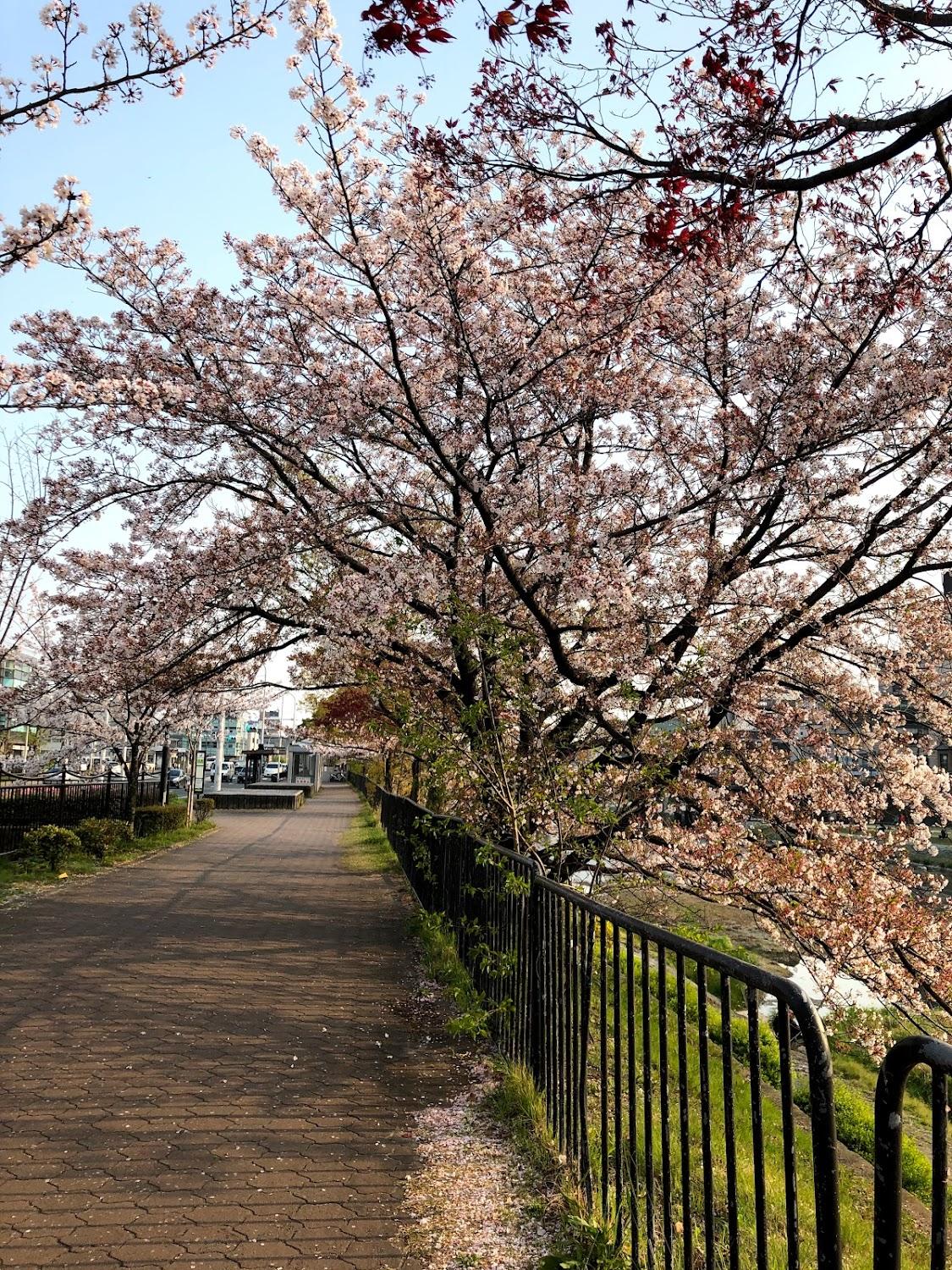 Cover Image for Kamogawakan