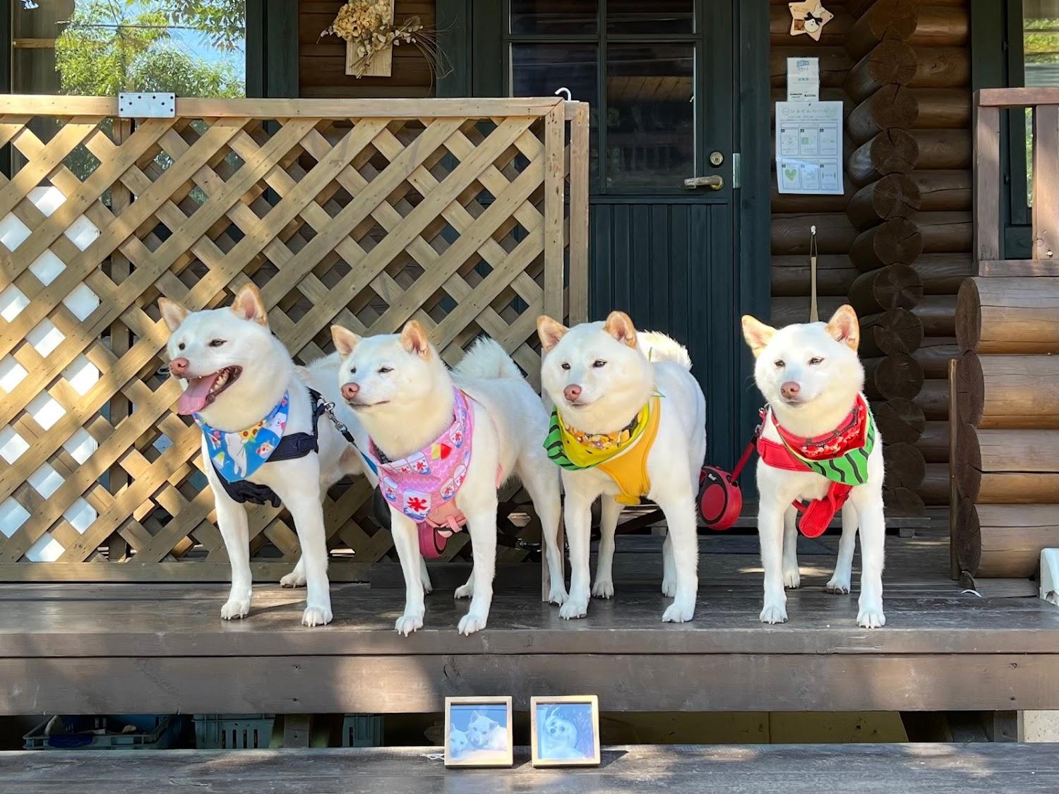 Cover Image for 愛犬同伴蒜山貸別荘ＪＵＮログ