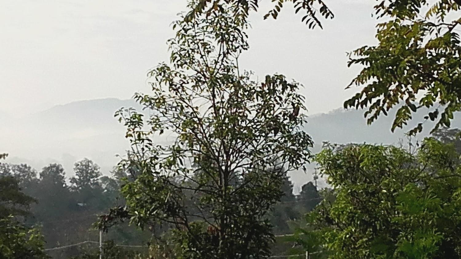 Cover Image for The Mountain View