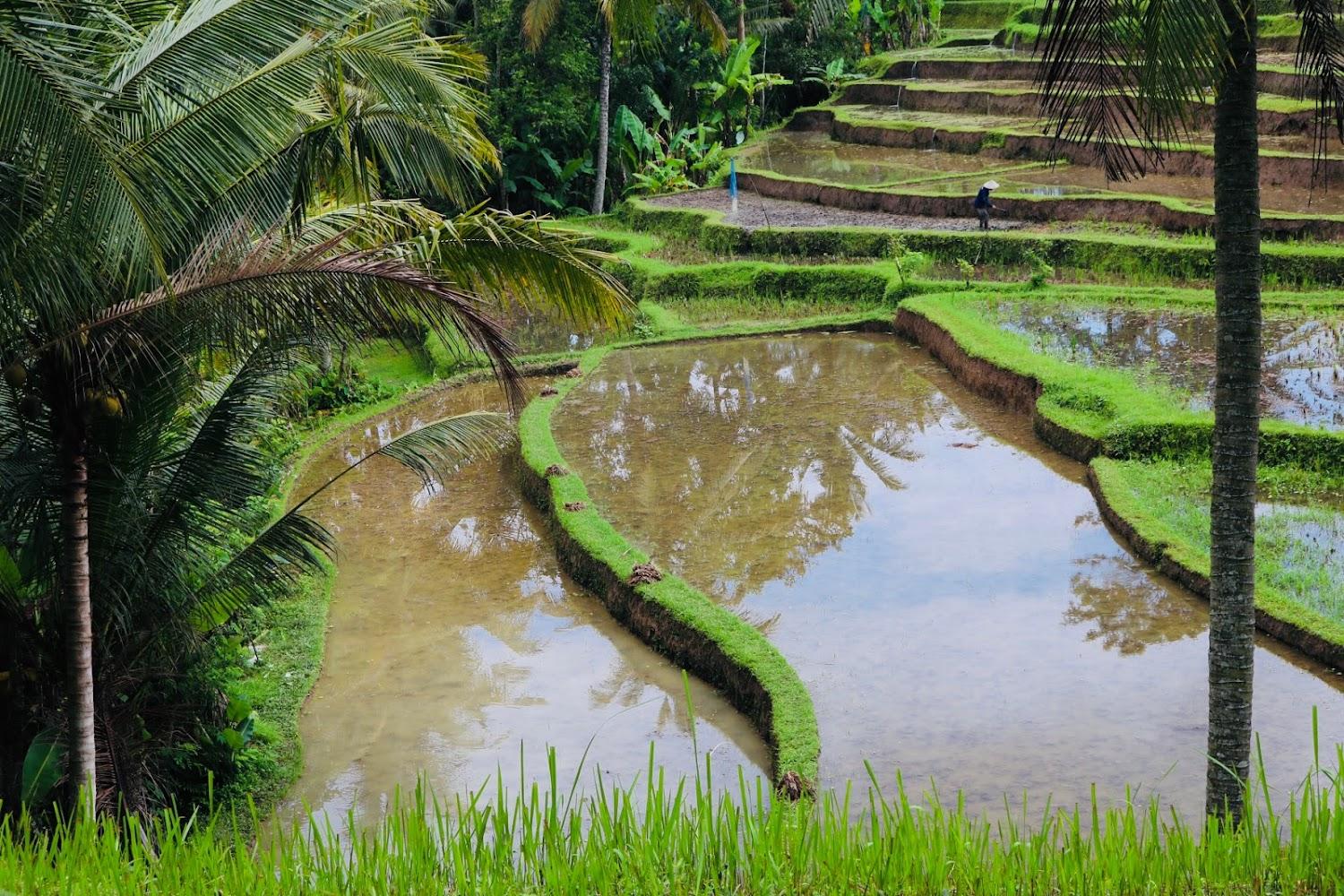 Cover Image for Green house