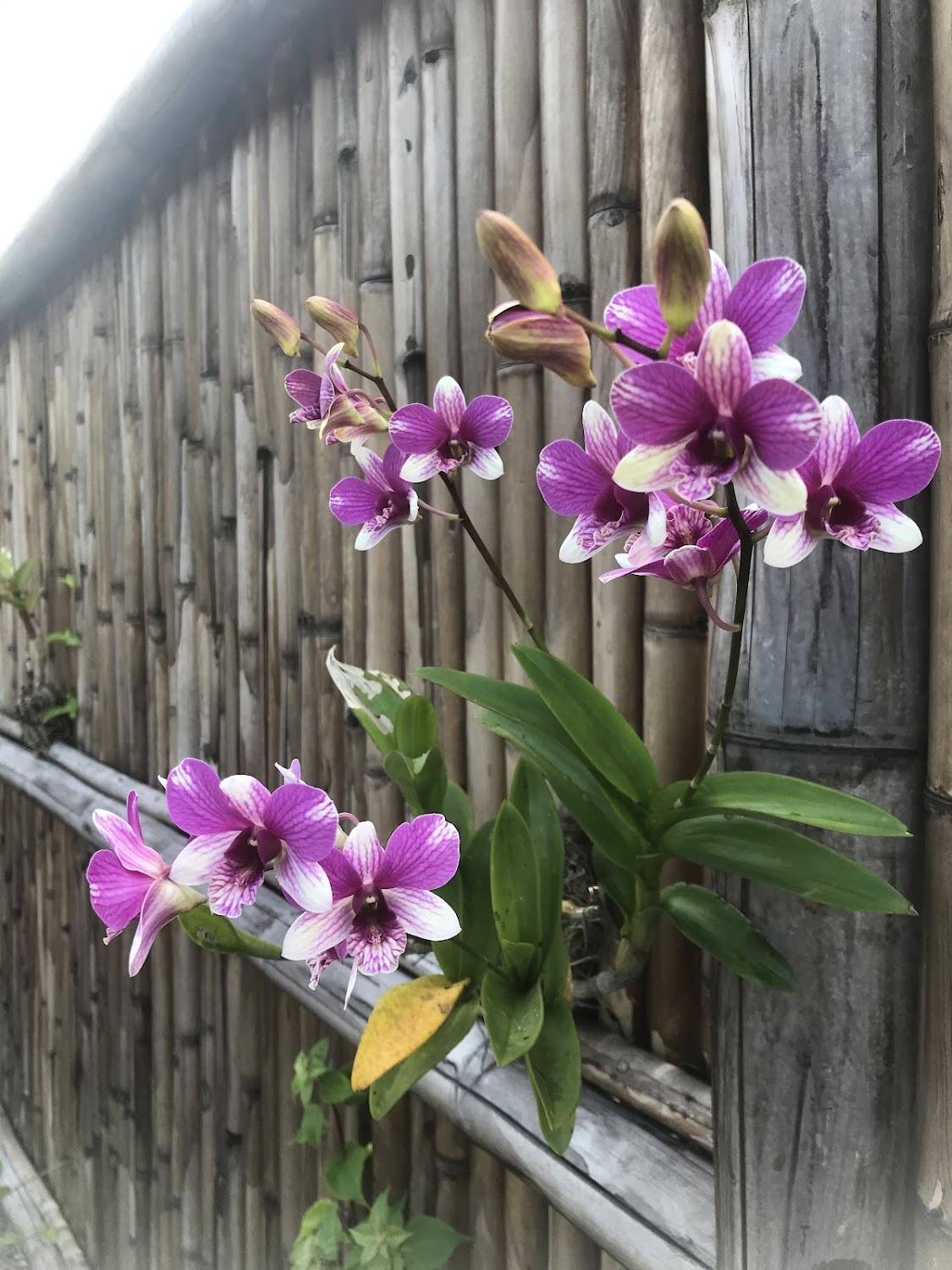 Cover Image for Orchid Pool-Villa Ko Lanta