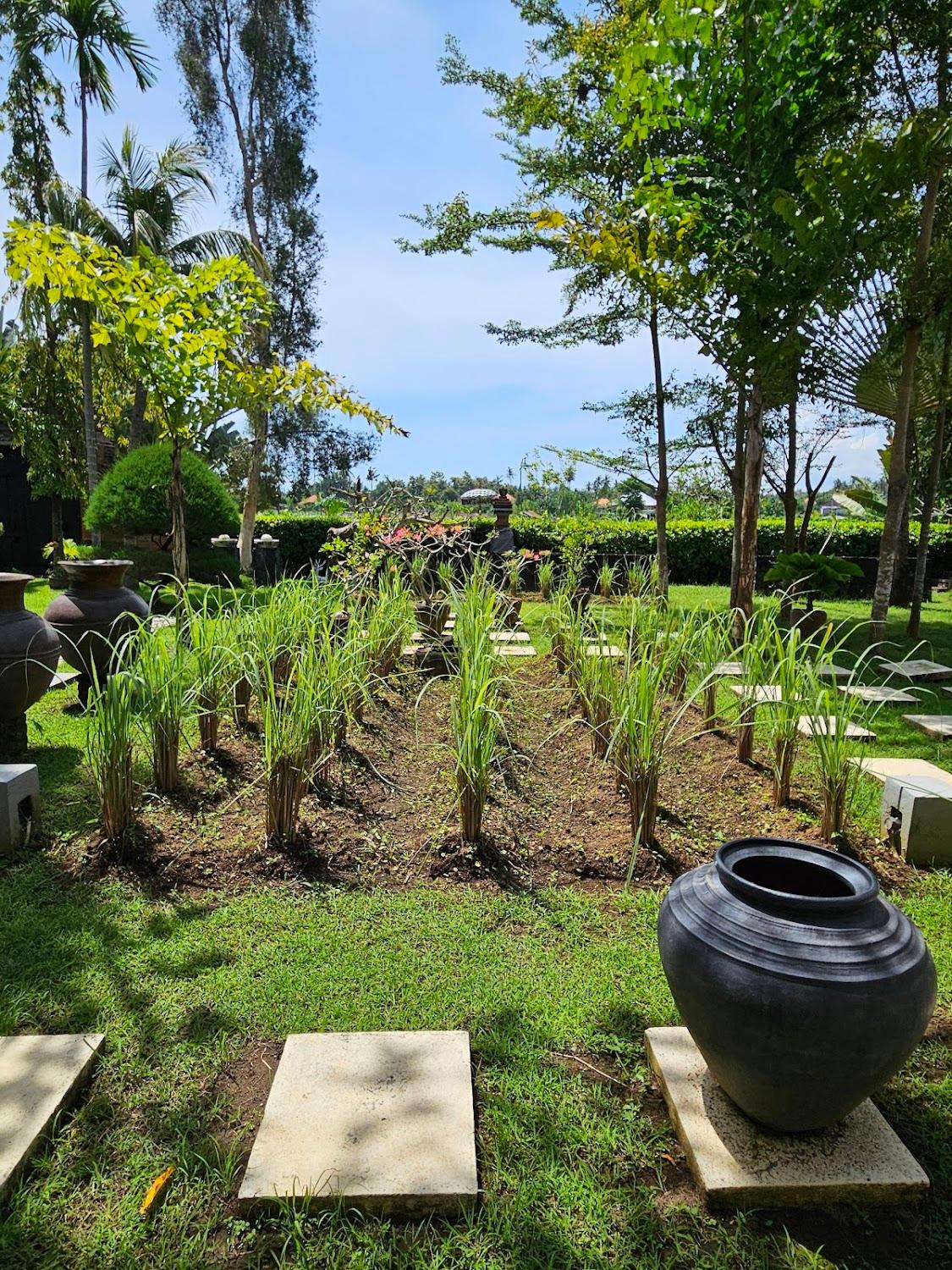 Cover Image for Singasari Kokokan (Singko)