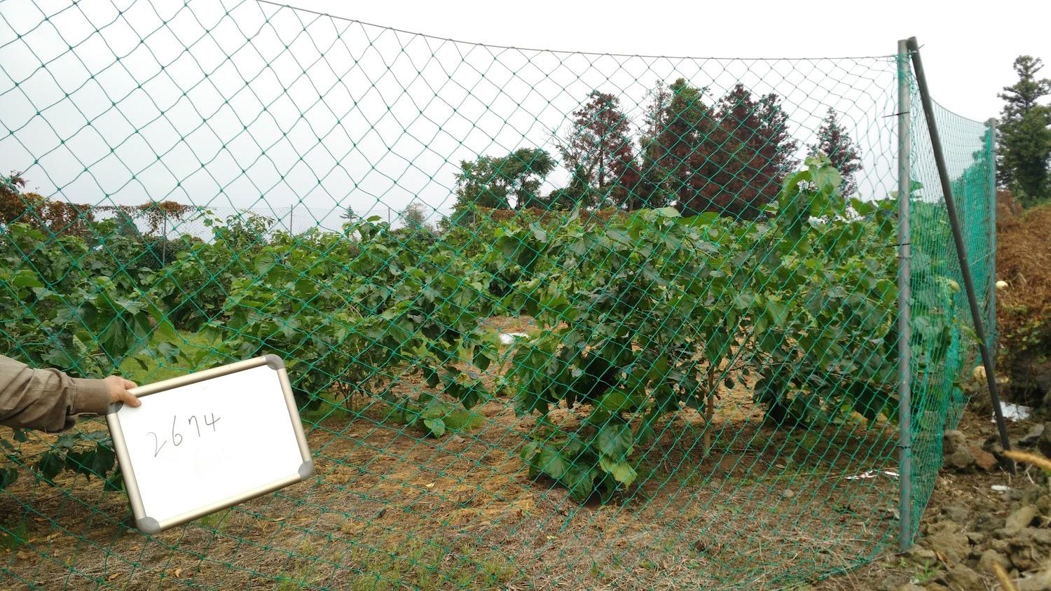 Cover Image for Sol Haung