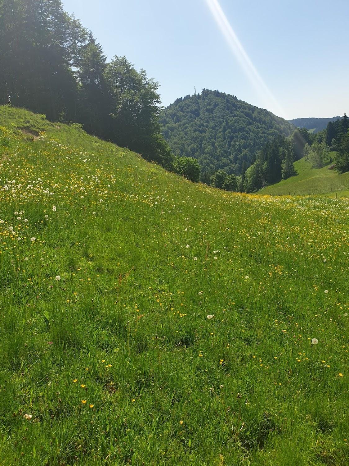 Cover Image for Wild Scout Hütte - Selbstversorgerhütte und Erlebniszentrum für Canyoning und Rafting im Allgäu und Vorarlberg
