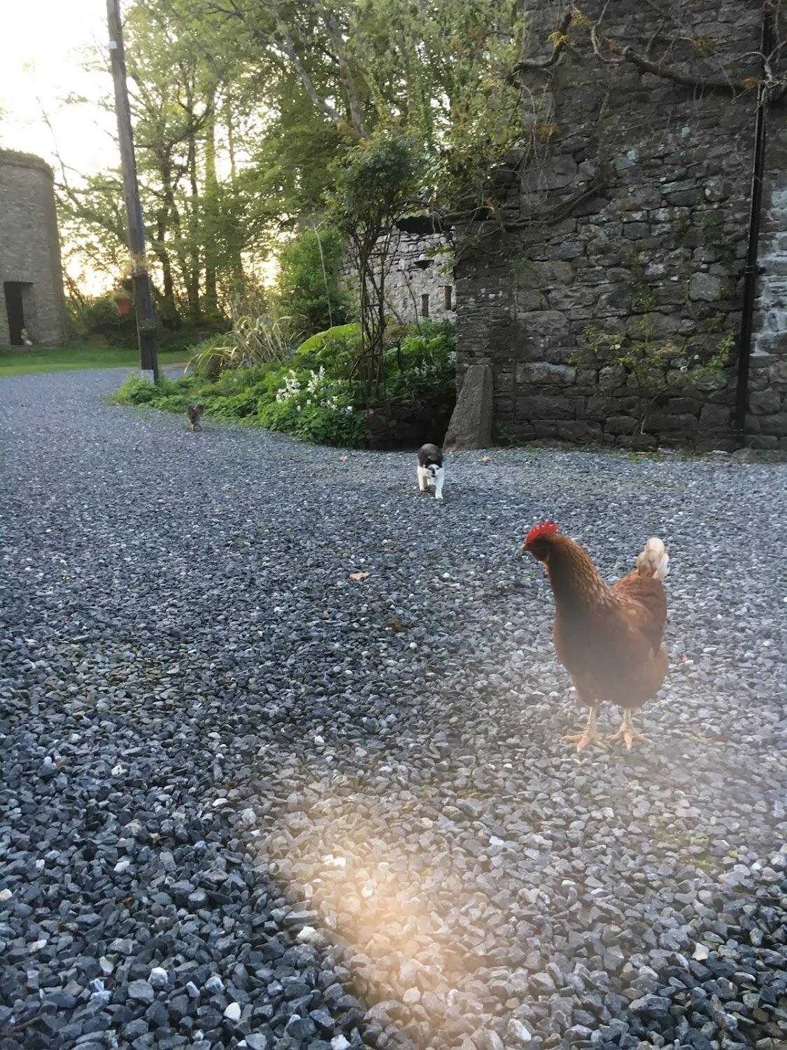 Cover Image for The Glynhir Estate