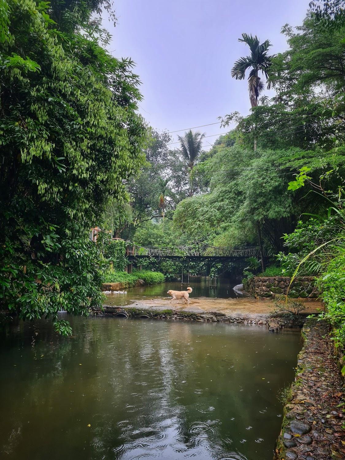 Cover Image for Bannaimong Treehouse