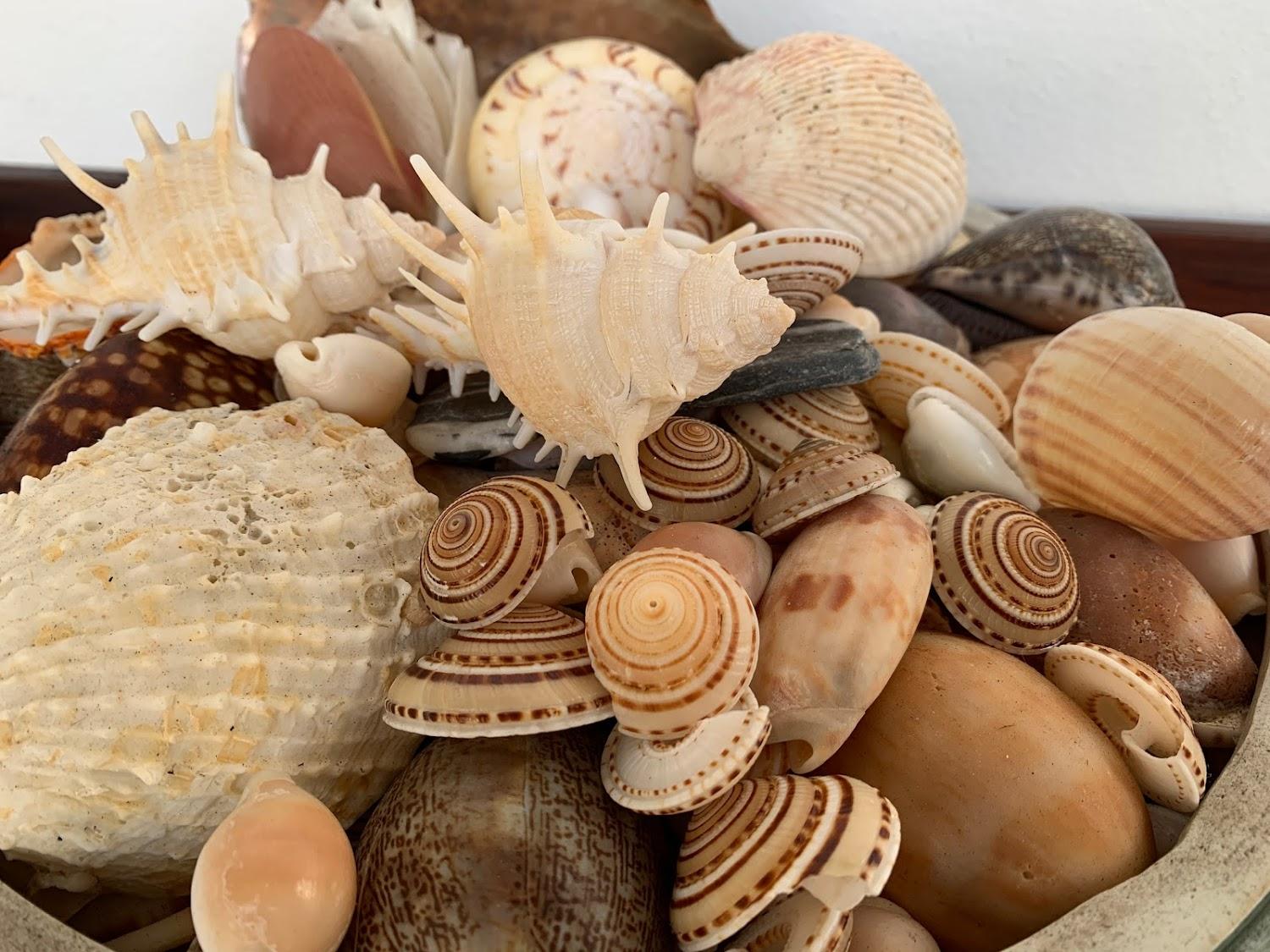 Cover Image for SalaCoco