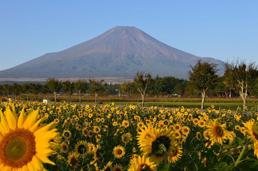 Cover Image for Yabukiso