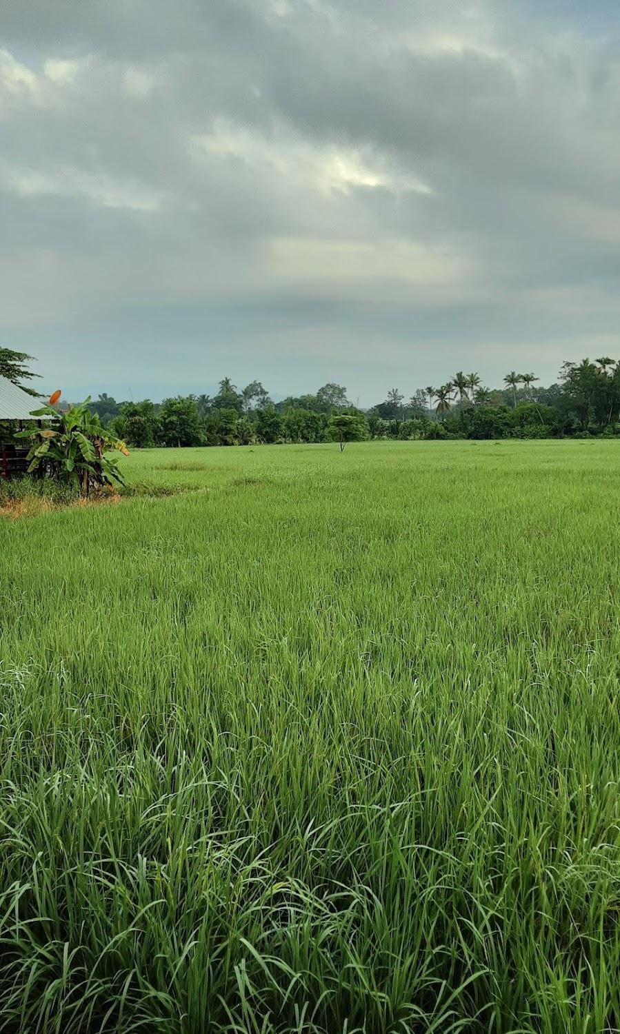 Cover Image for บ้านสวนรีสอร์ทพระแท่น