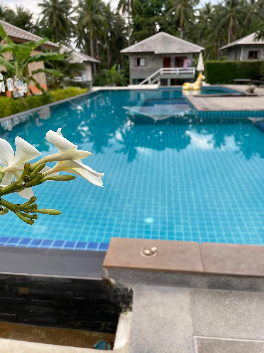Cover Image for Song Pi nong