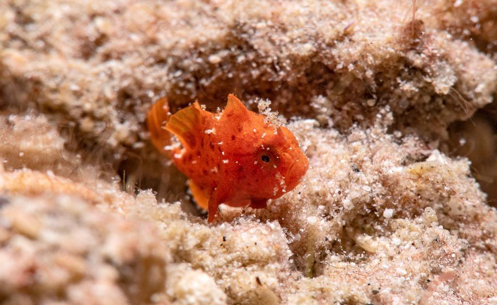 Cover Image for Blue Bay Divers Bangka , North Sulawesi, Indonesia