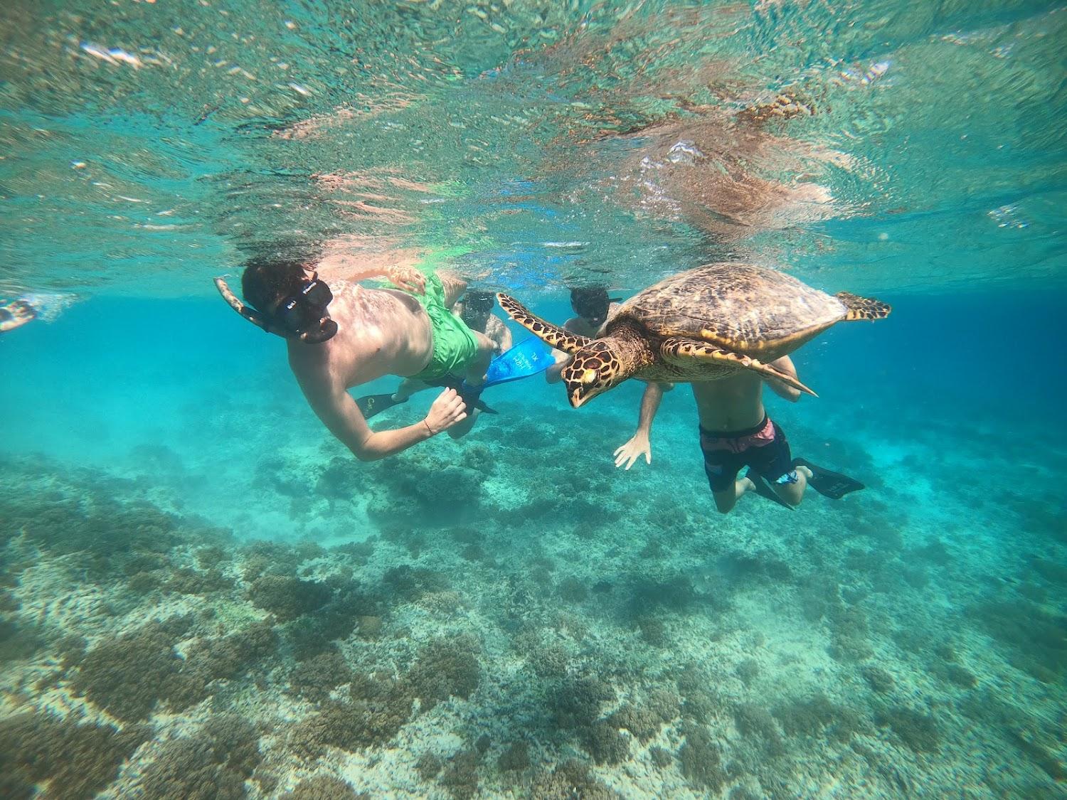 Cover Image for Trawangan Oasis