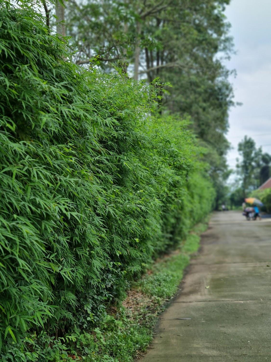 Cover Image for Suan Thung Lung Resort