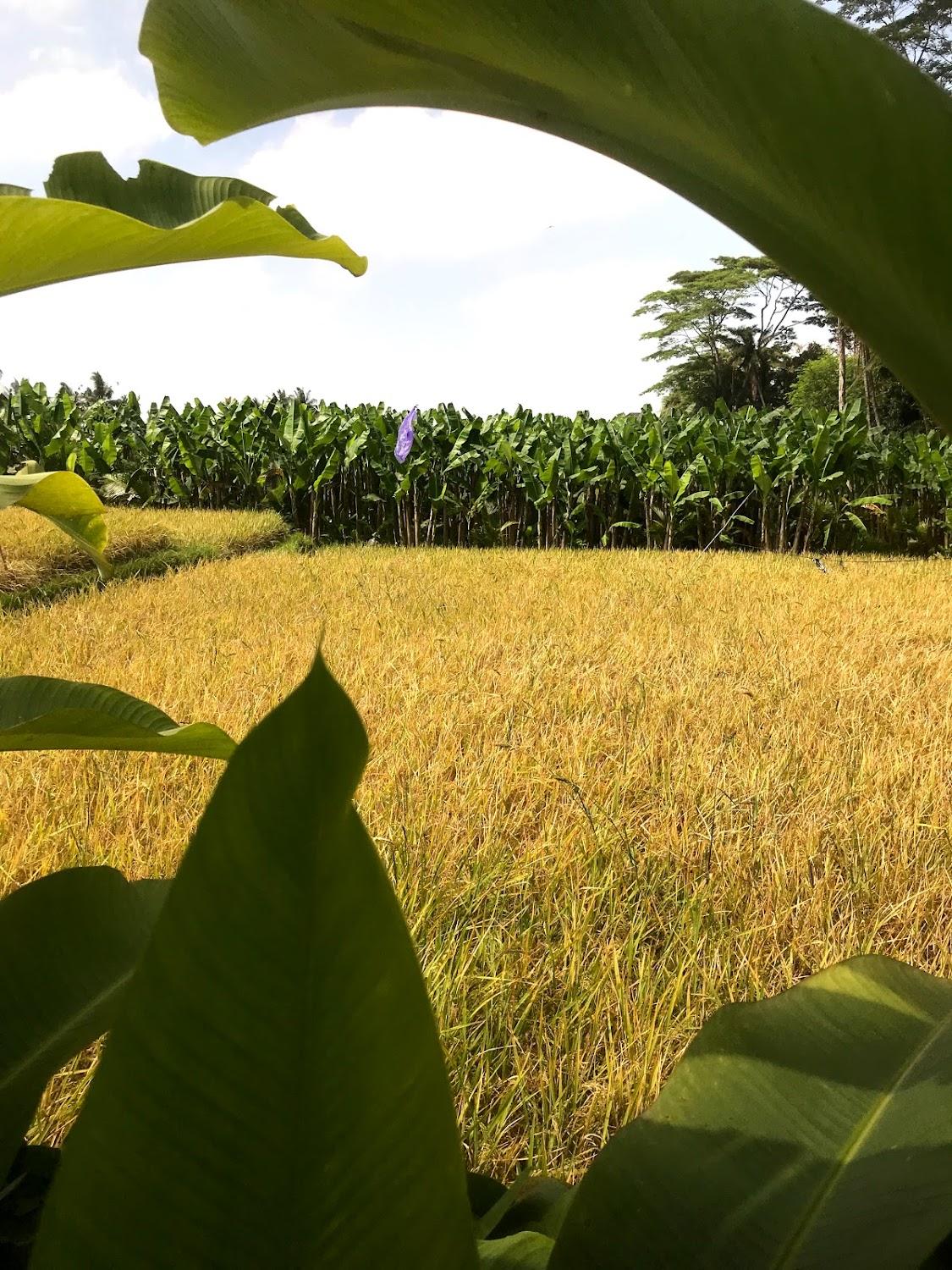 Cover Image for Aranata Ubud Villa