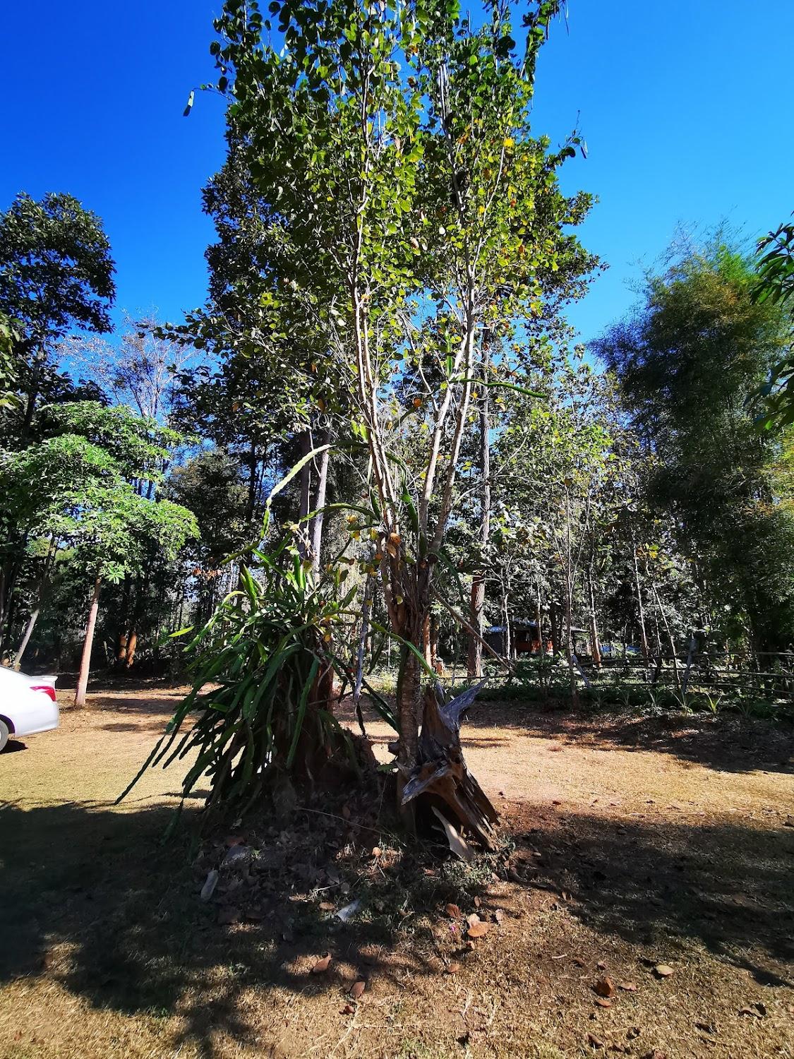 Cover Image for Home Garden Chaeson