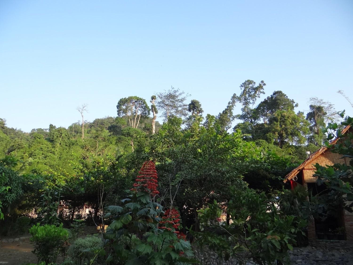 Cover Image for Jungle View Guest House