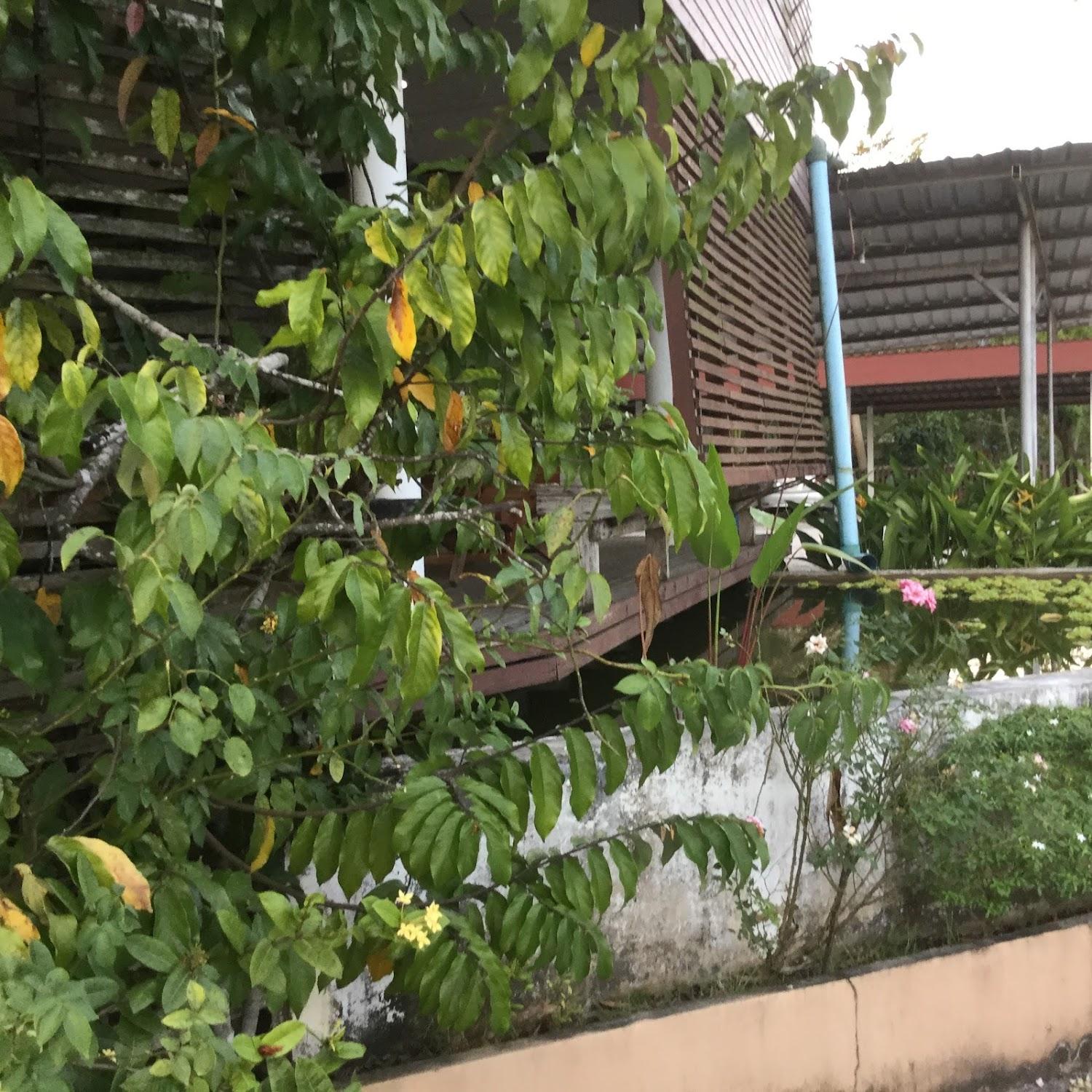 Cover Image for ดอมเฮาส์ เมืองแร่นอง