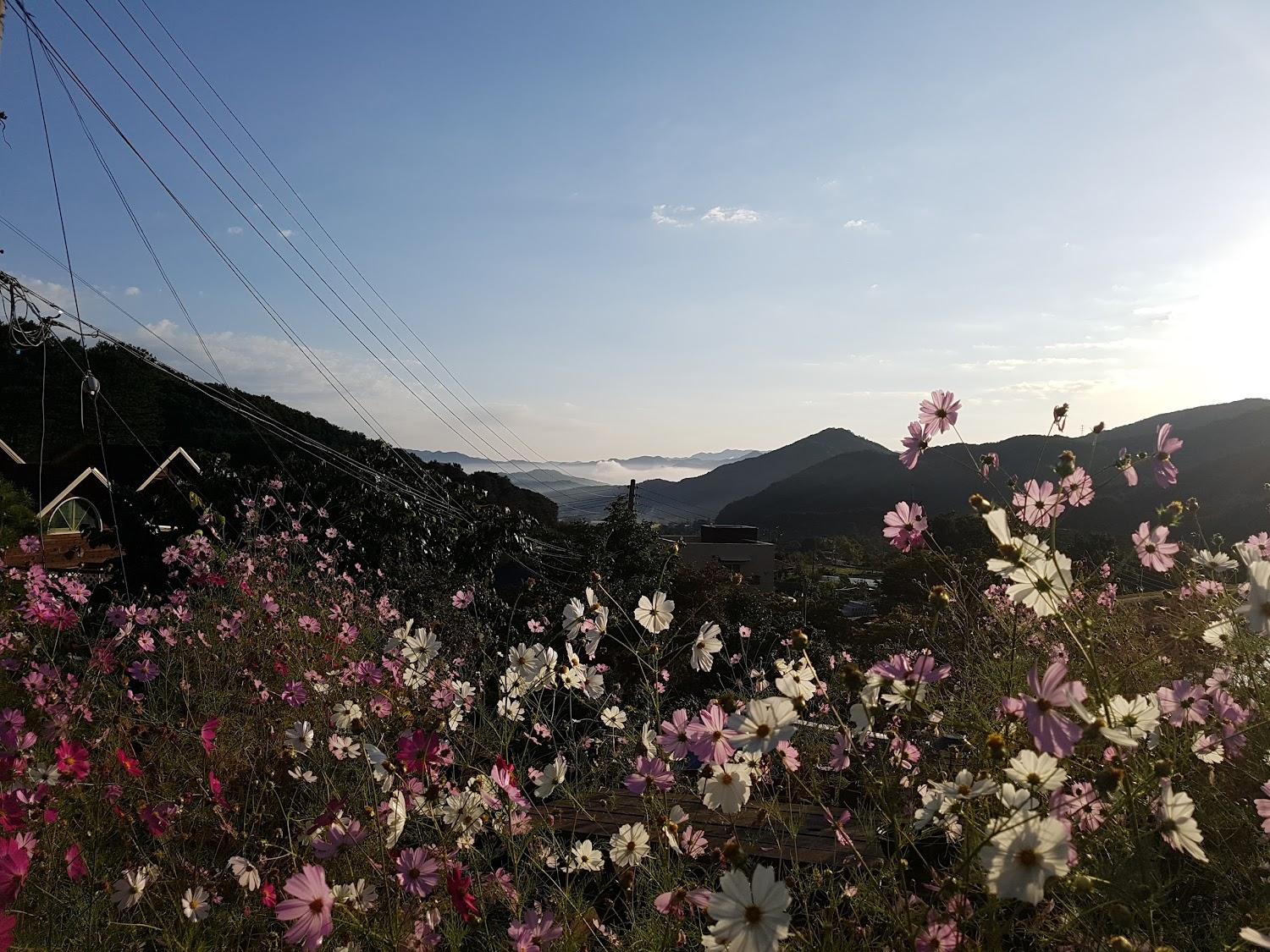 Cover Image for 포천 계곡의 아침 펜션