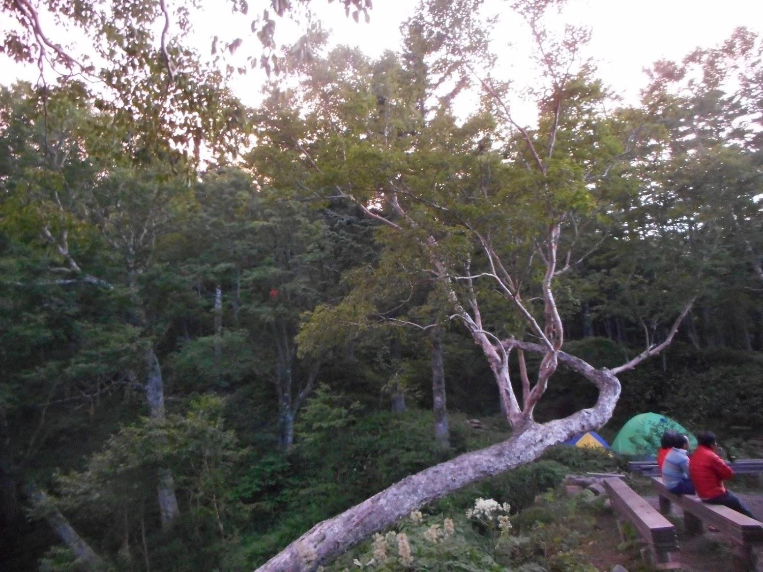 Cover Image for Tokugo Pass Cabin