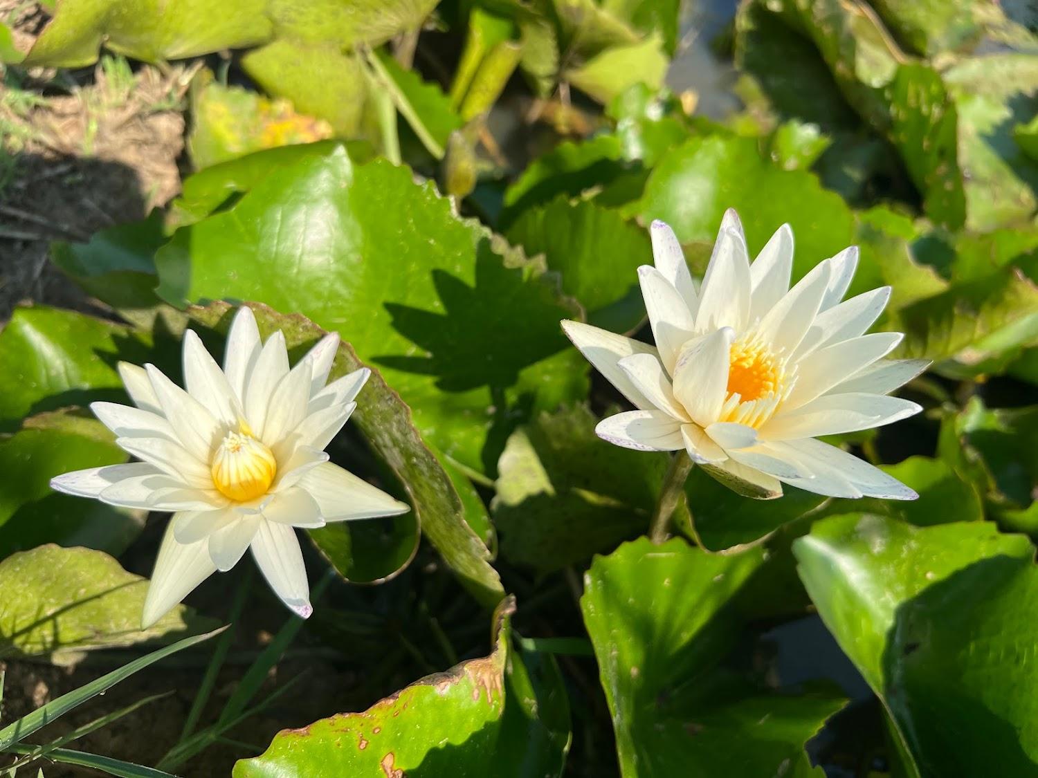 Cover Image for Sukhothai City Resort