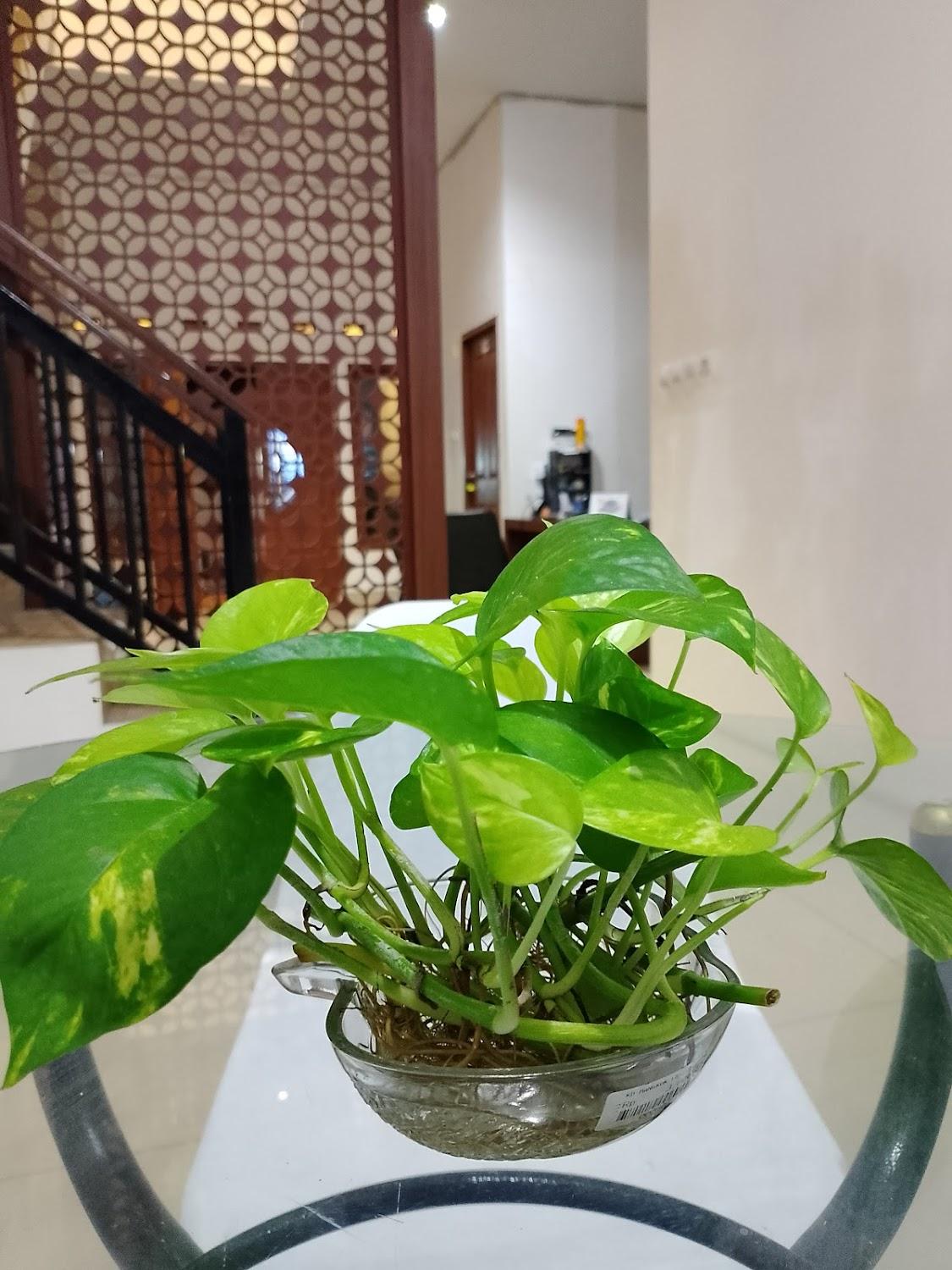 Cover Image for The Jiwanta