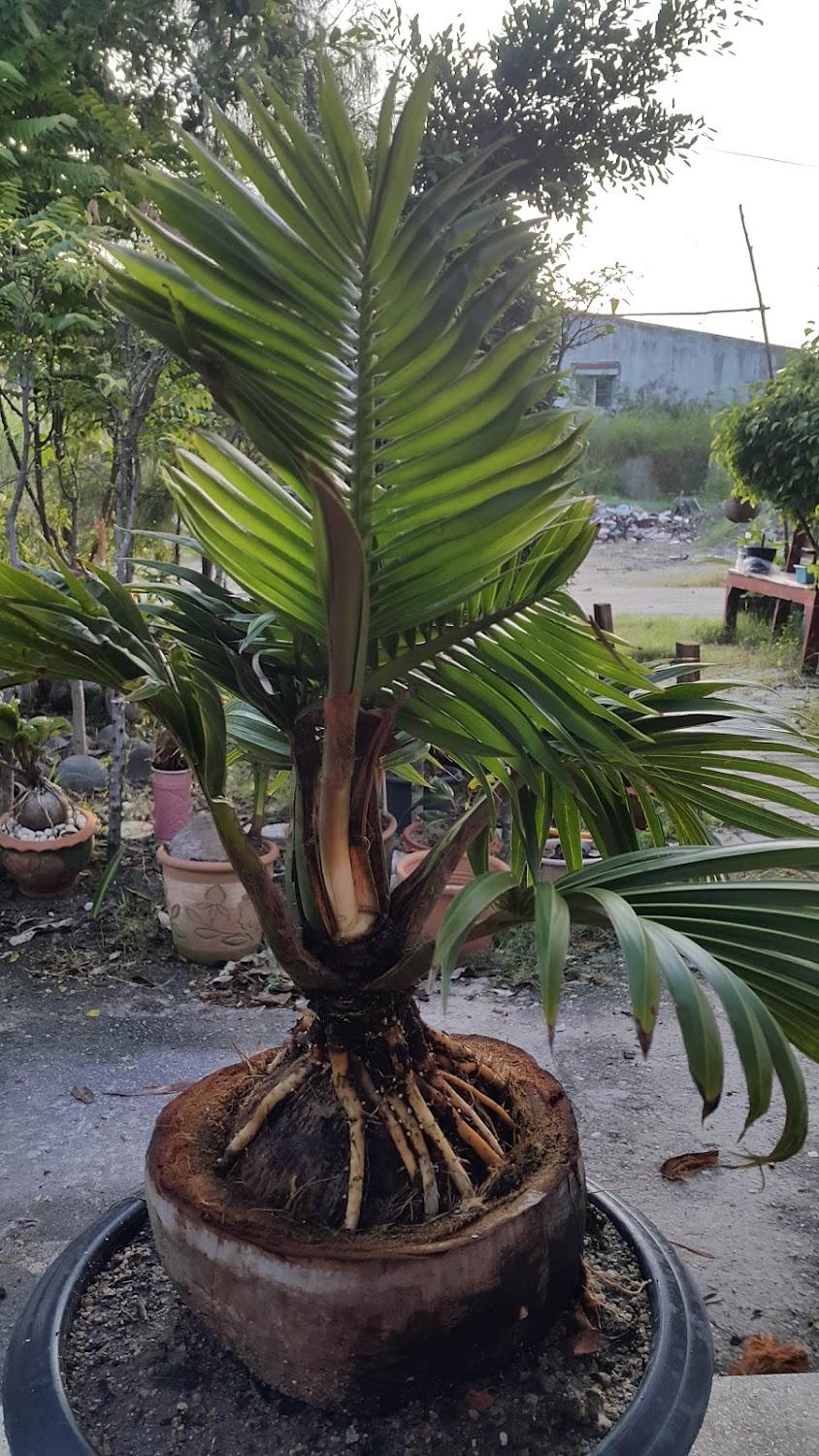 Cover Image for Coco tree resort