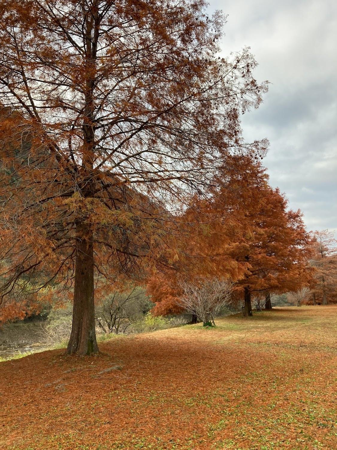 Cover Image for Fureai Park Ohara Lake Camping Ground