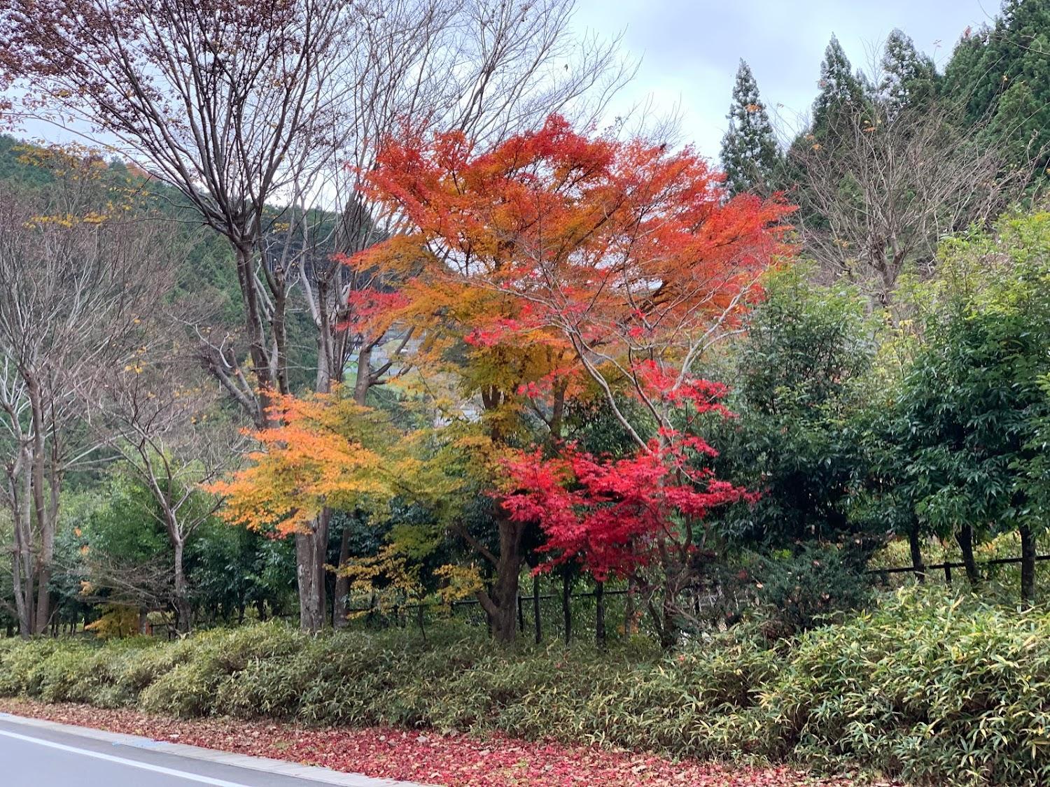 Cover Image for Miyoshino Auto Campsite