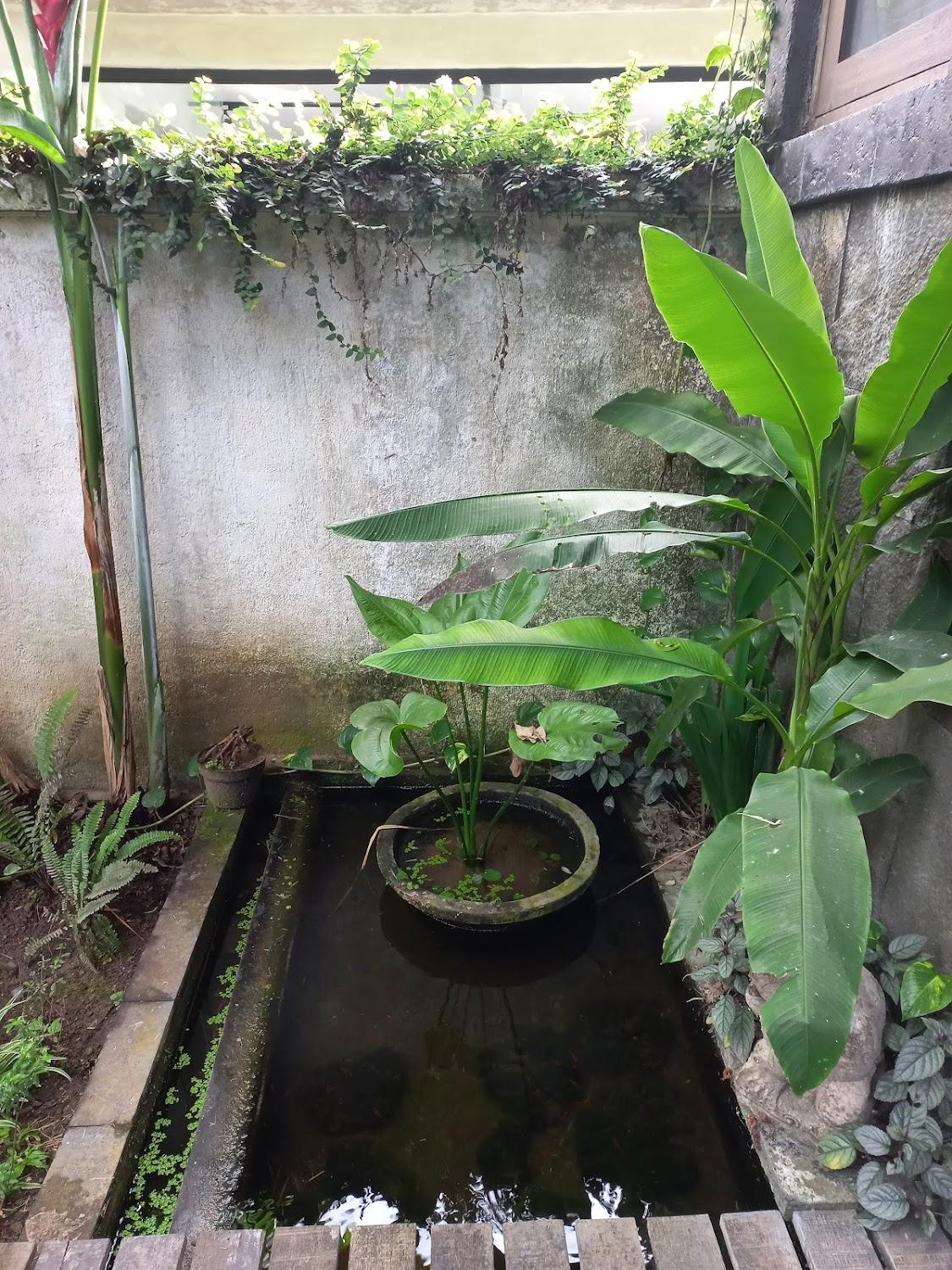 Cover Image for Rumah Suweta Ubud