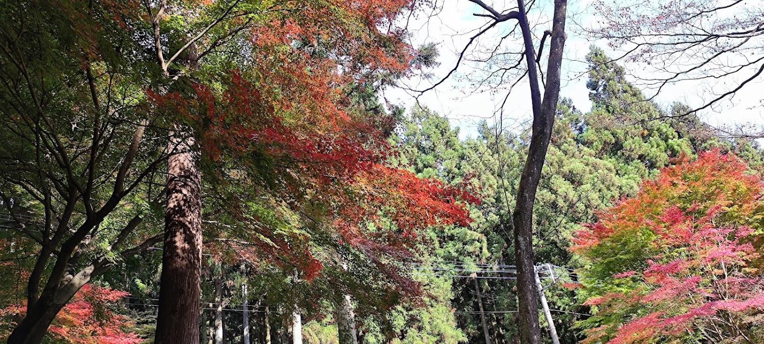 Cover Image for Sankoharuna Park