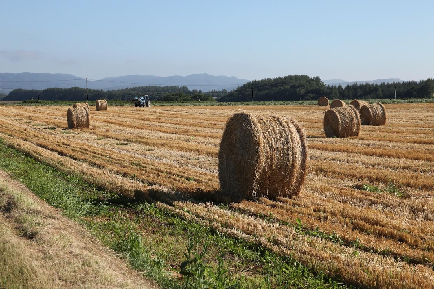 Cover Image for ゲストハウス 一番街
