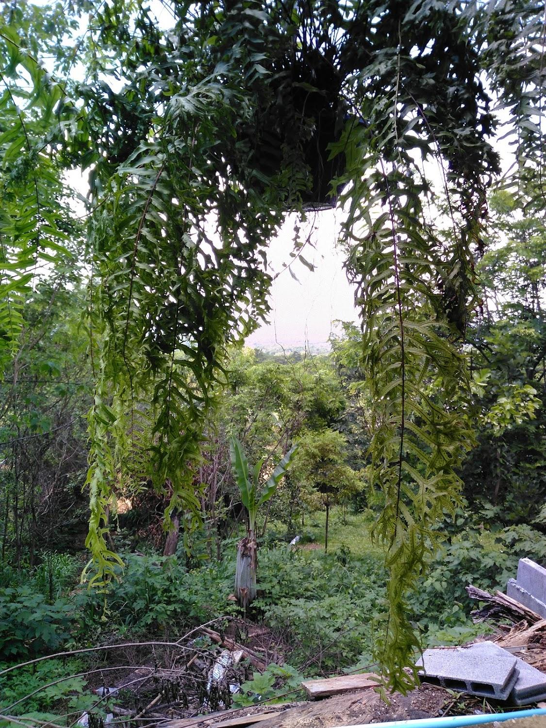 Cover Image for บ้านไร่นัยลดา รีสอร์ท