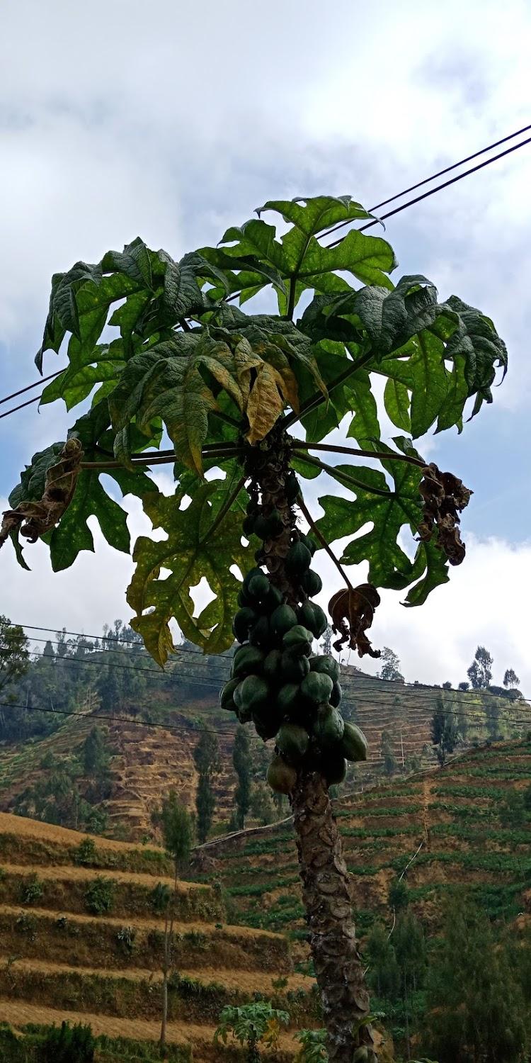 Cover Image for Kings Dieng Hotel