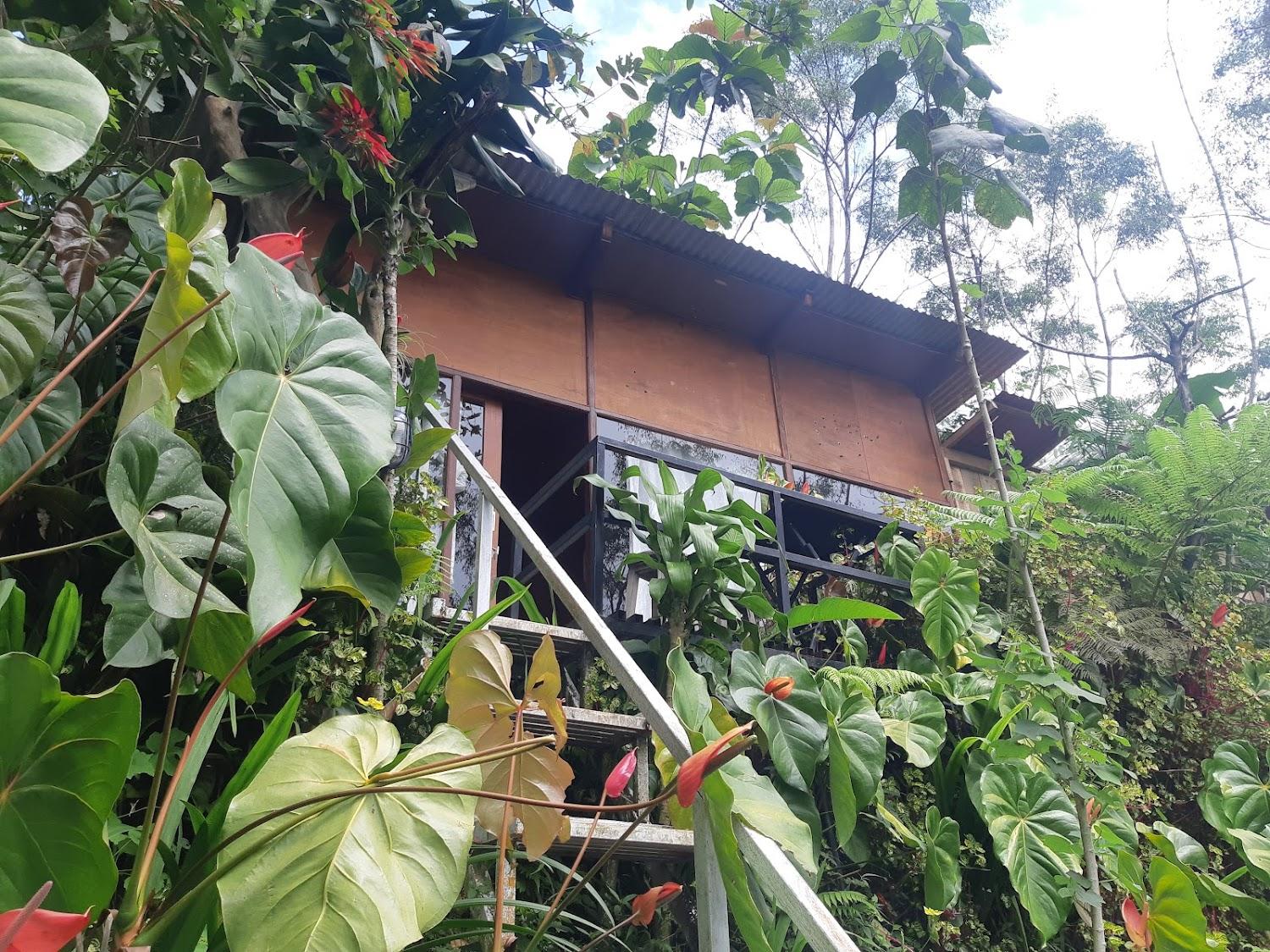 Cover Image for Jungle adventure cabin camping