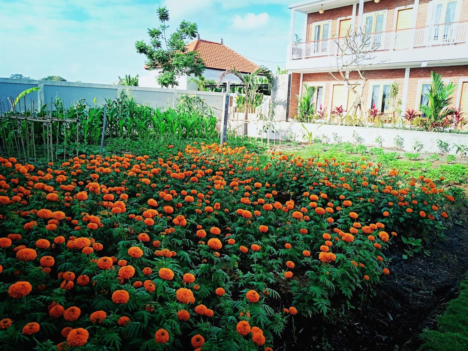 Cover Image for Bali Manik Guest House